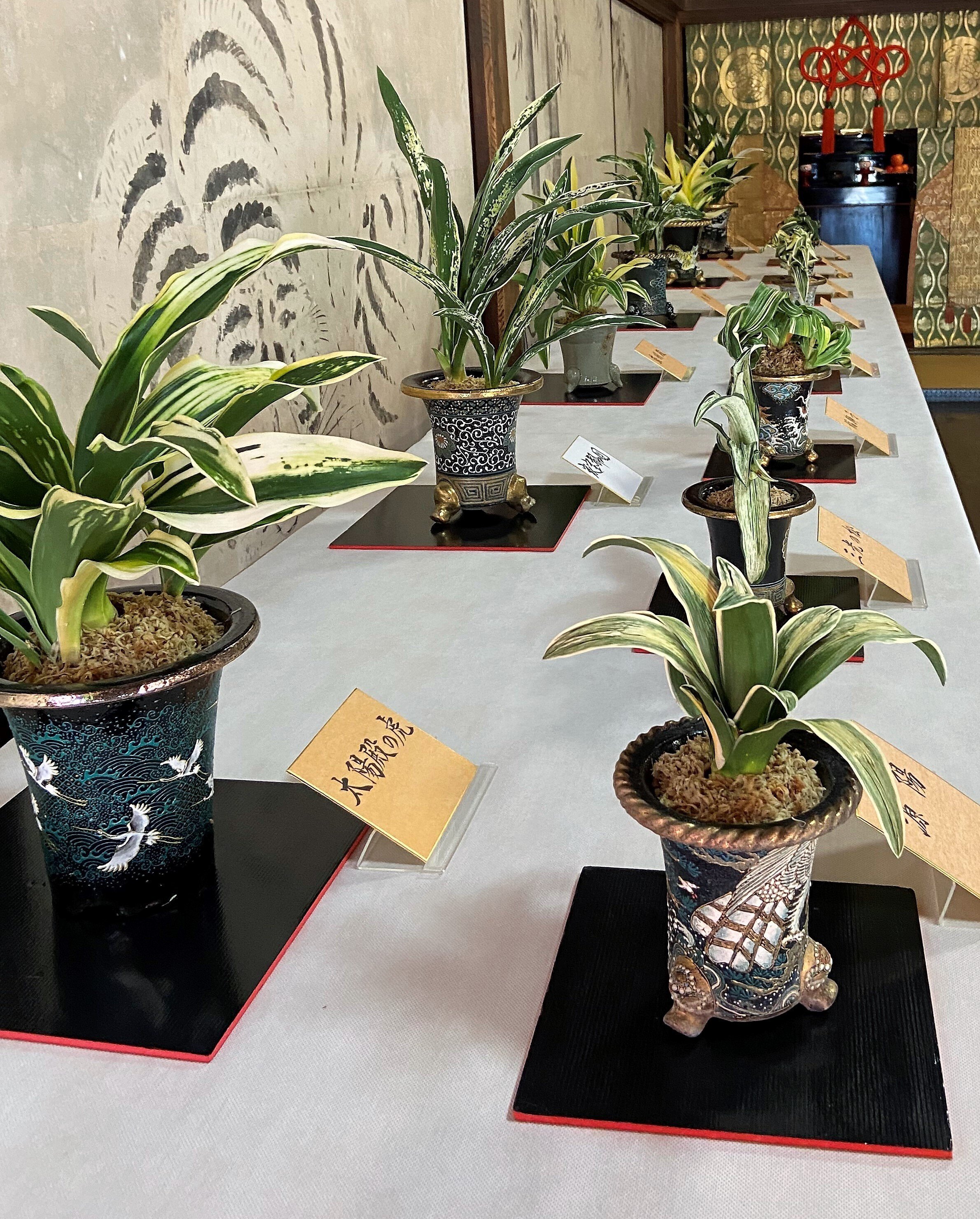 連載～静岡の歴史を学ぼう176】Omoto Part1 万年青（おもと）パート1