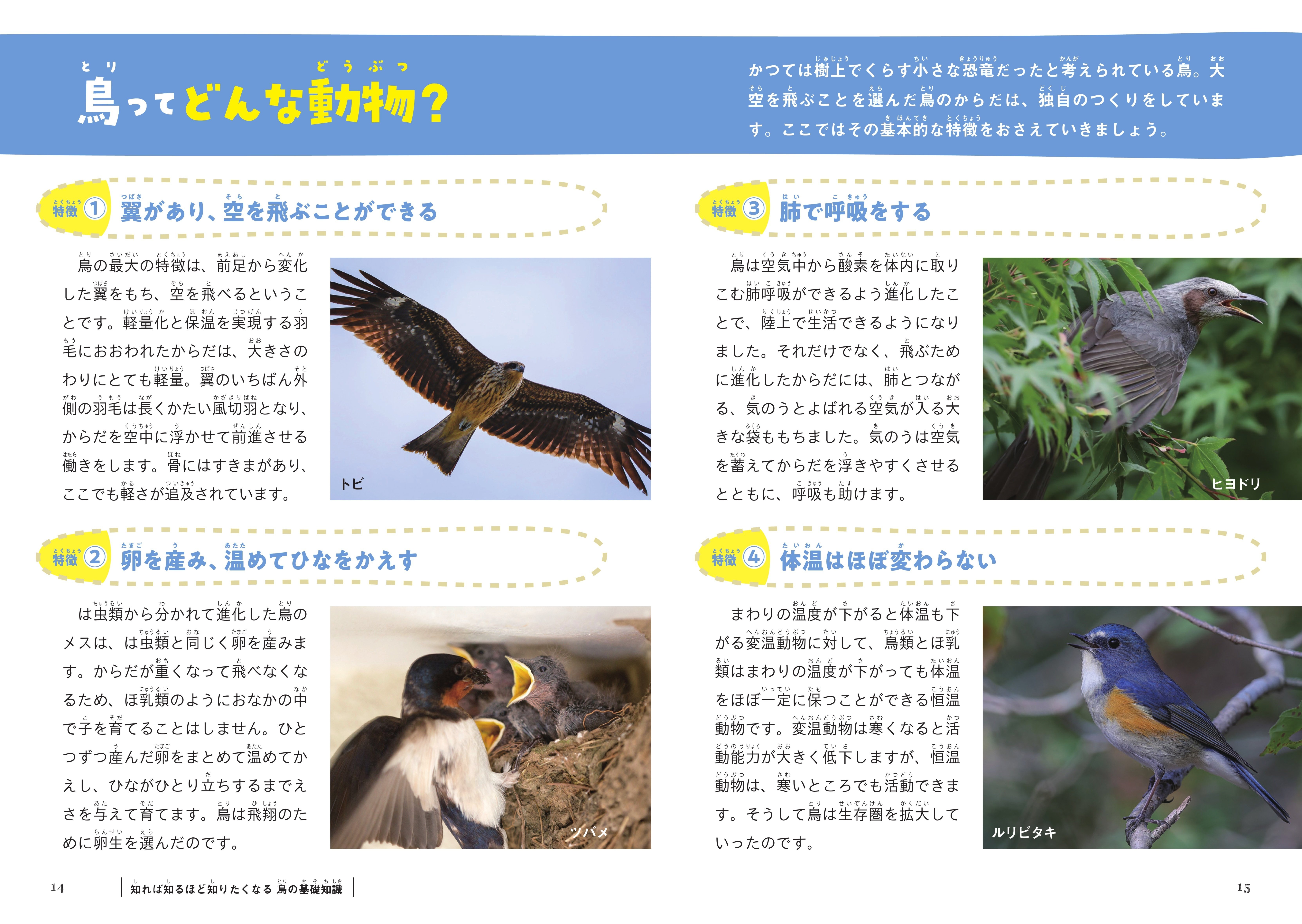 おもしろふしぎ鳥類学の世界」鳥たちの行動しぐさから生態が学べる