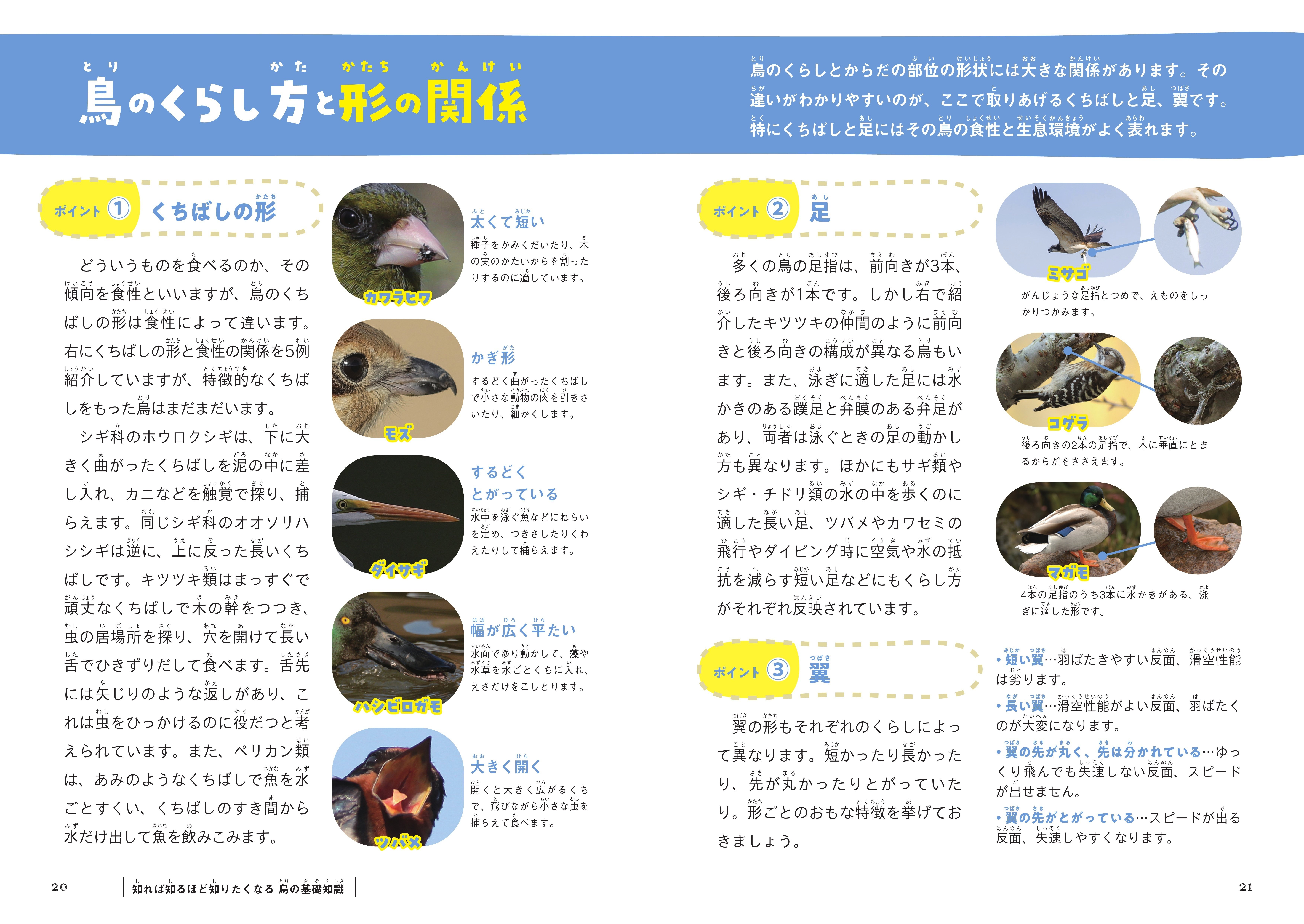 鳥類学 東洋の名ハンター」の残したヨタカ－折居彪二郎の鳥類標本