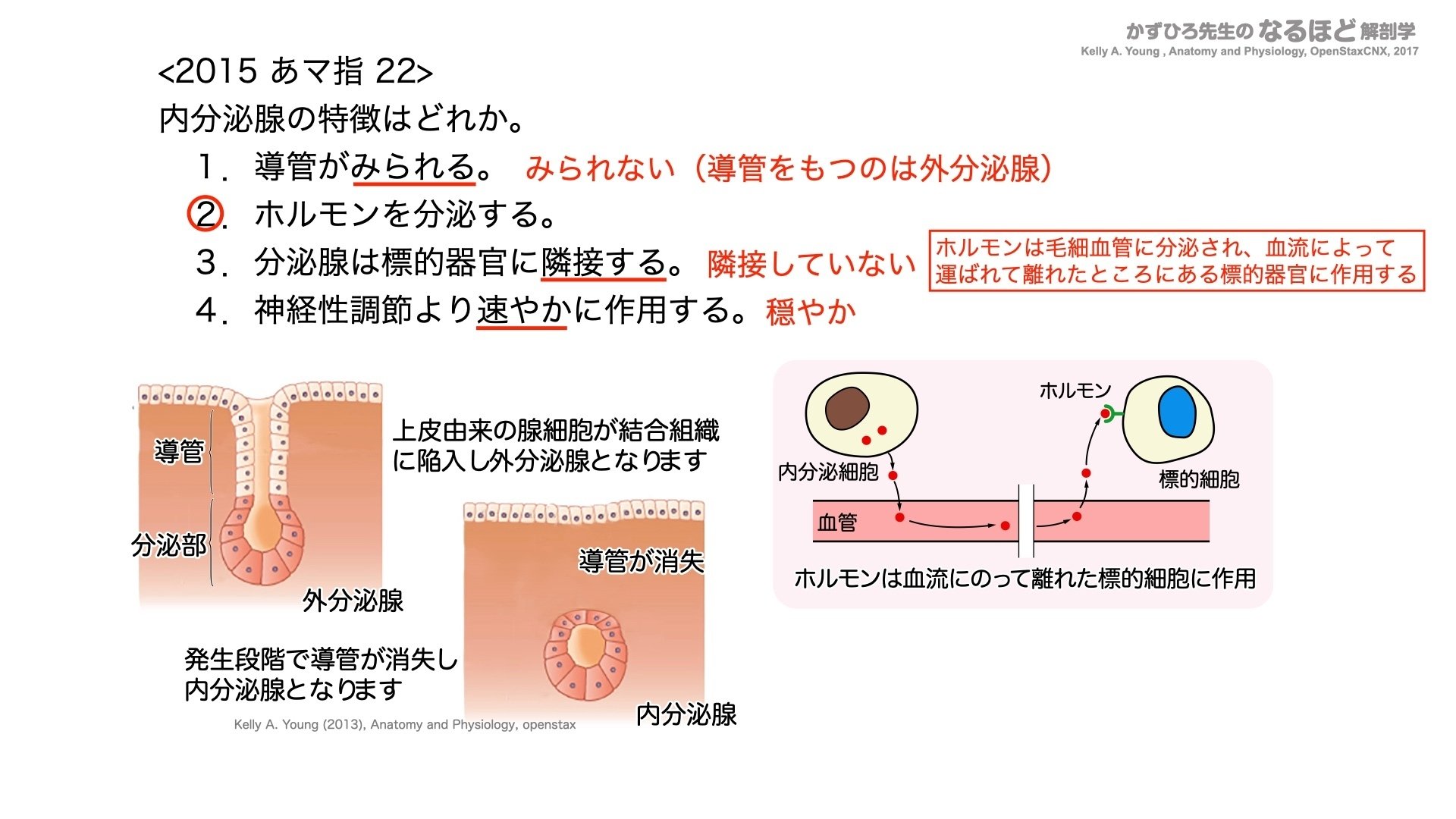 7-1 (3)】内分泌系 国試過去問解説 ①解剖｜かずひろ先生（黒澤