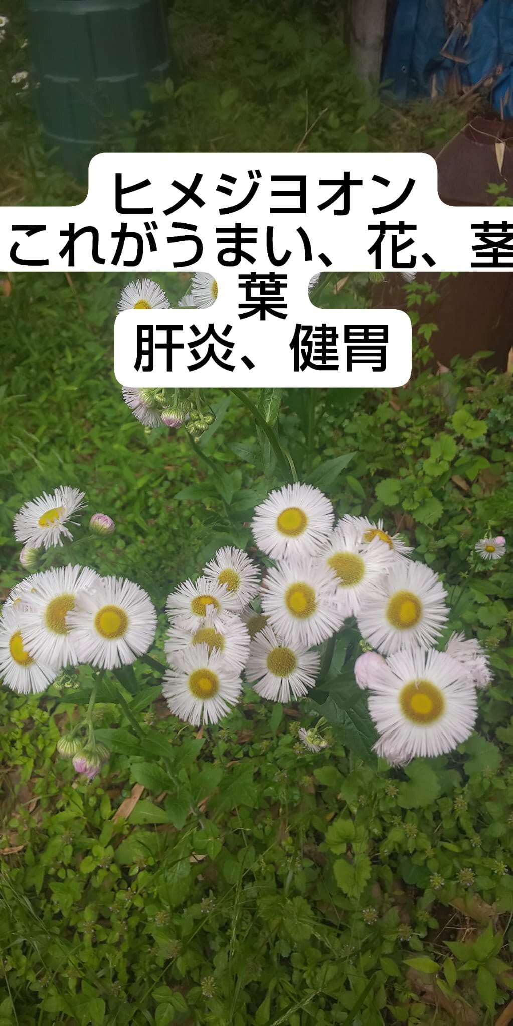家庭で使える薬草107種　中村臣市郎 家庭で使える薬草107種 | 中村 臣市郎 |本 | 通販 | Amazon