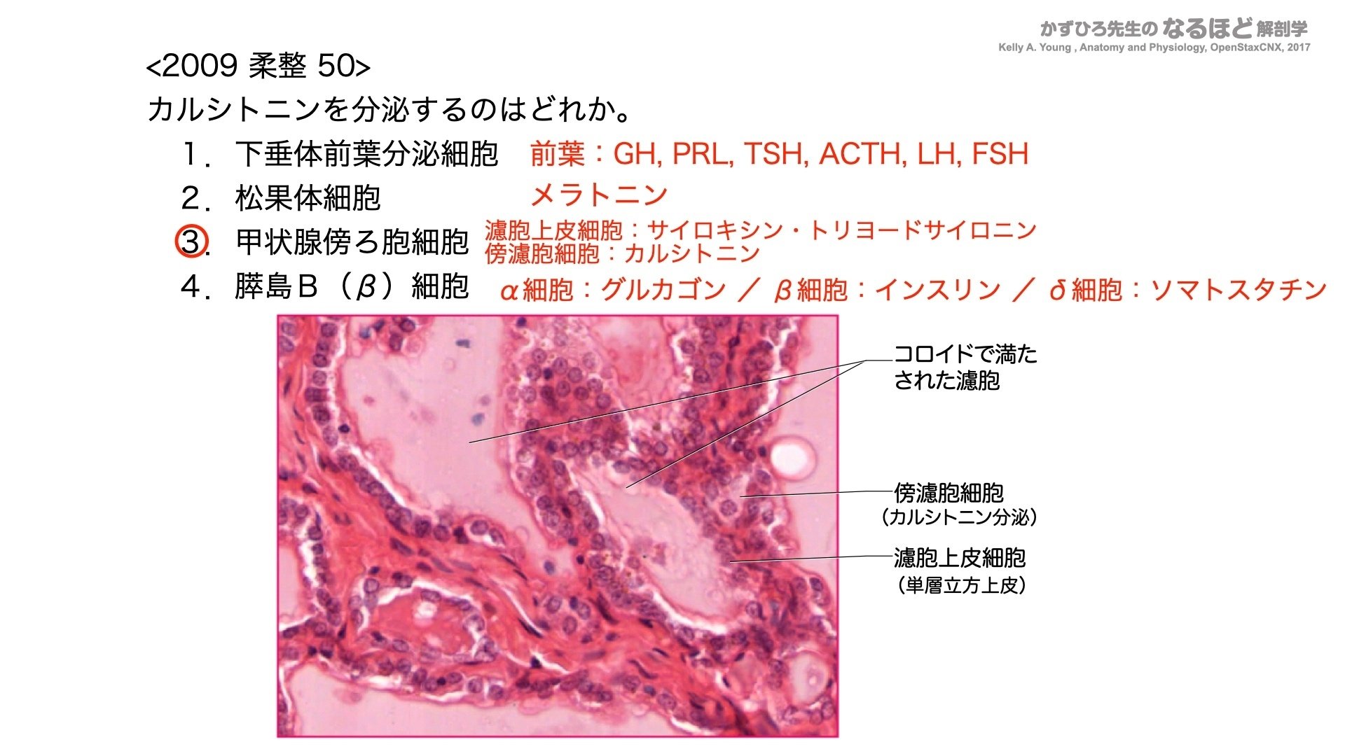 下垂体前葉の細胞学 生活環と分泌環との相関/理工学社/吉村不二夫（単行本） ヒトES細胞から機能的な下垂体ホルモン産生細胞の分化に世界で