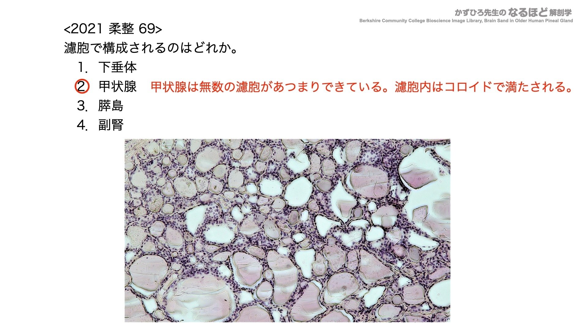 7-1 (3)】内分泌系 国試過去問解説 ①解剖｜かずひろ先生（黒澤
