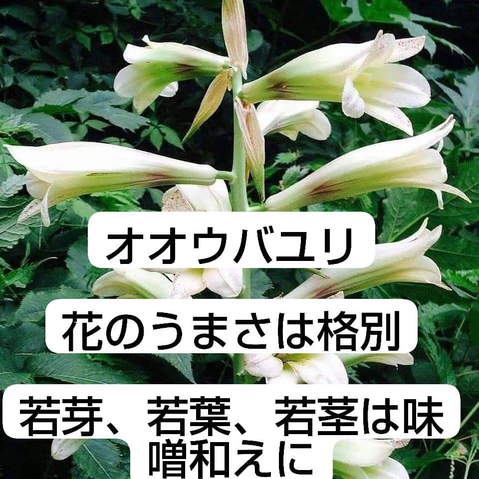 家庭で使える薬草107種　中村臣市郎 51R-wcioJIL._AC_SY200_QL15_.jpg
