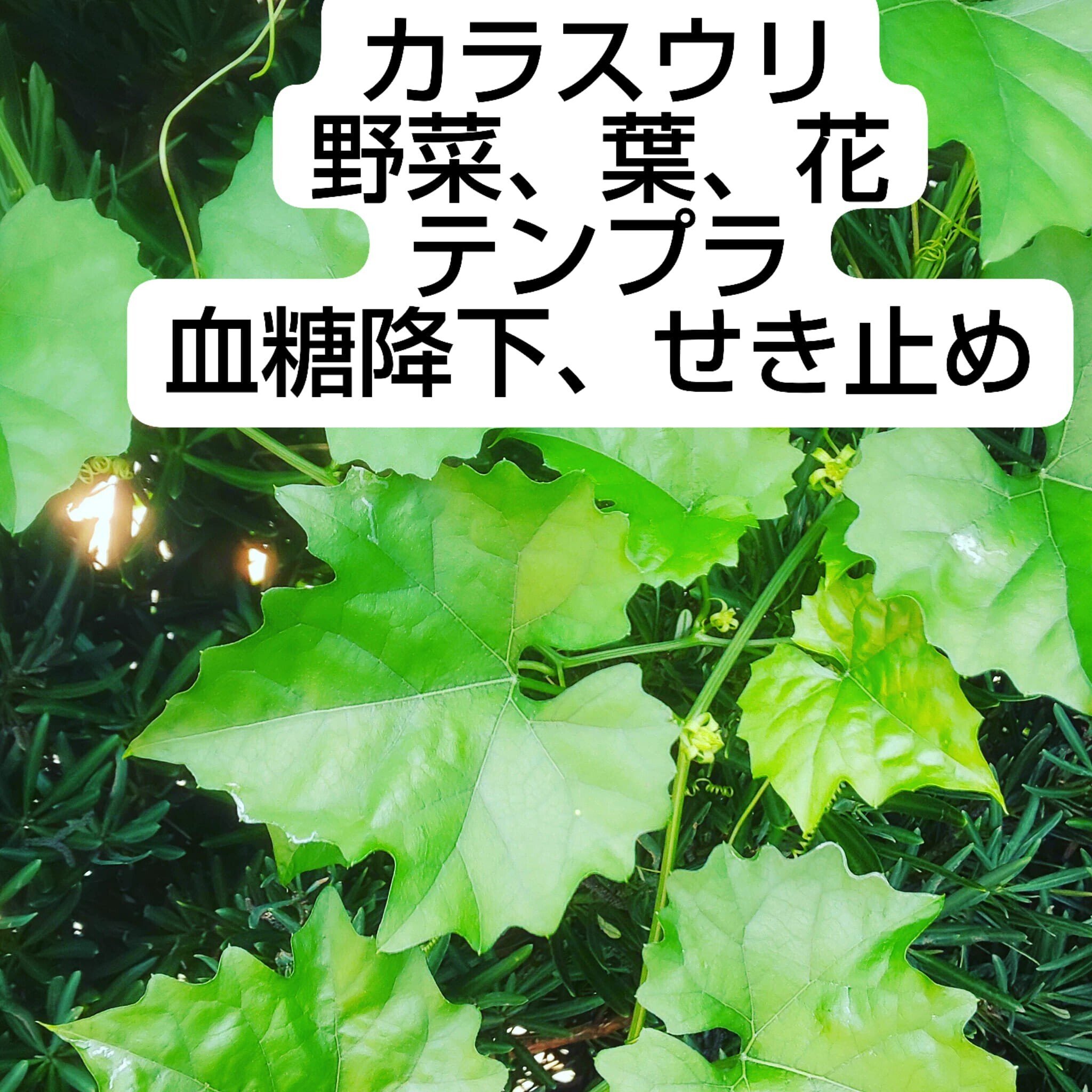 家庭で使える薬草107種　中村臣市郎 家庭で使える薬草107種 / 中村 臣市郎【著】 - 紀伊國屋書店