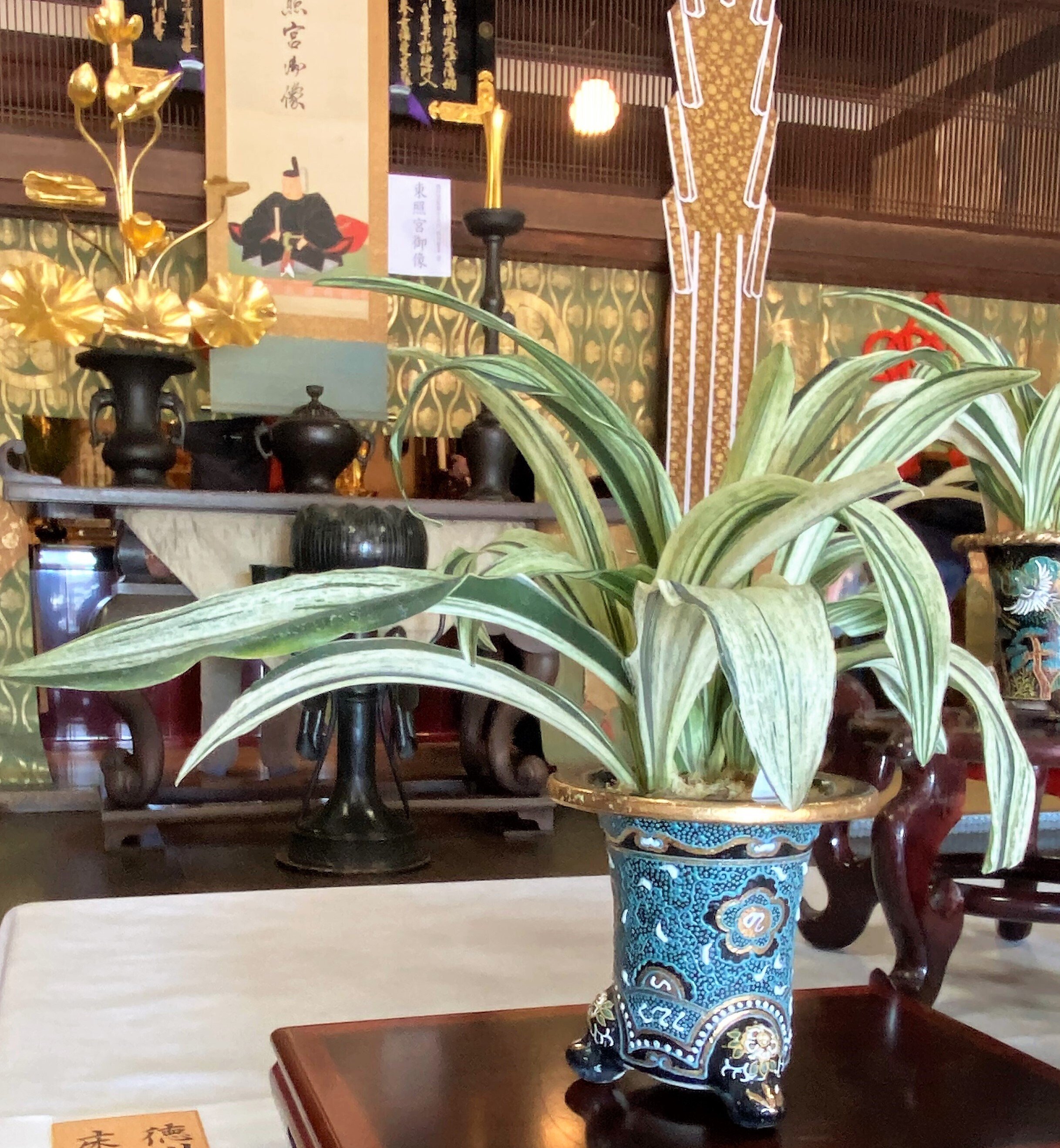 連載～静岡の歴史を学ぼう177】Omoto Part2 万年青（おもと）パート2