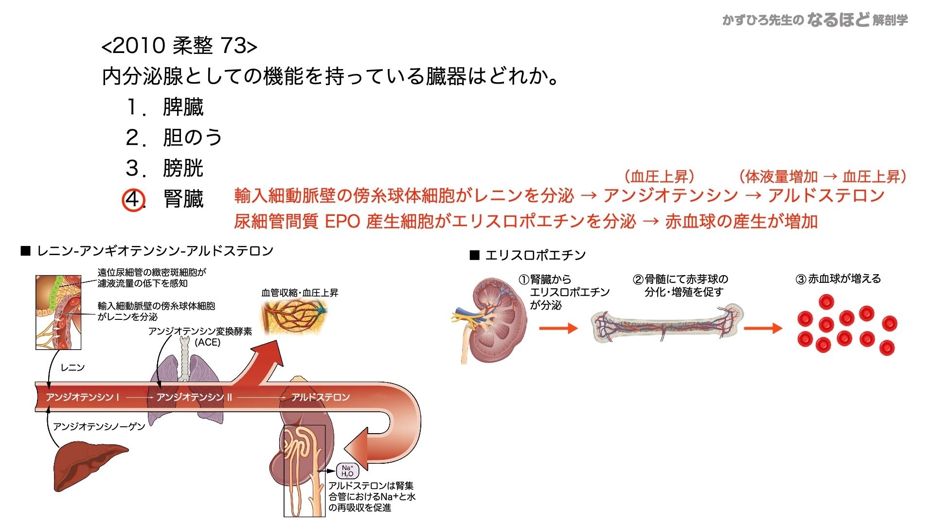 7-1 (3)】内分泌系 国試過去問解説 ②生理｜かずひろ先生（黒澤