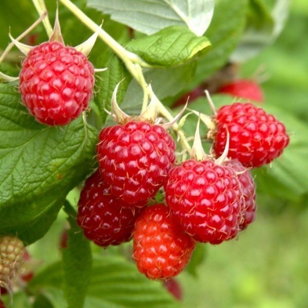 Raspberries Let's Pretend / レッツ・プリテンド 1973｜The Sacred Journey