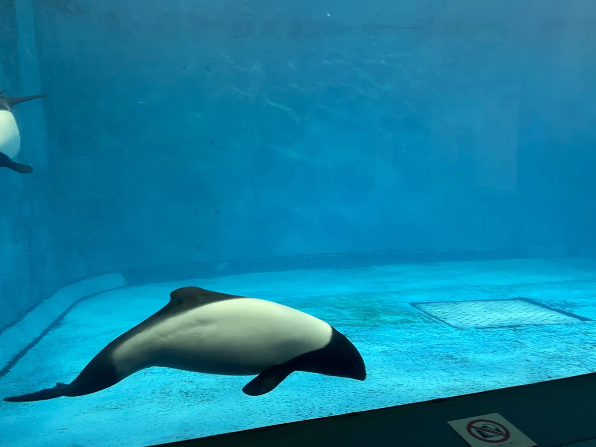 見どころを紹介！日本で最も展示数が多い『鳥羽水族館』必勝講座【後編 