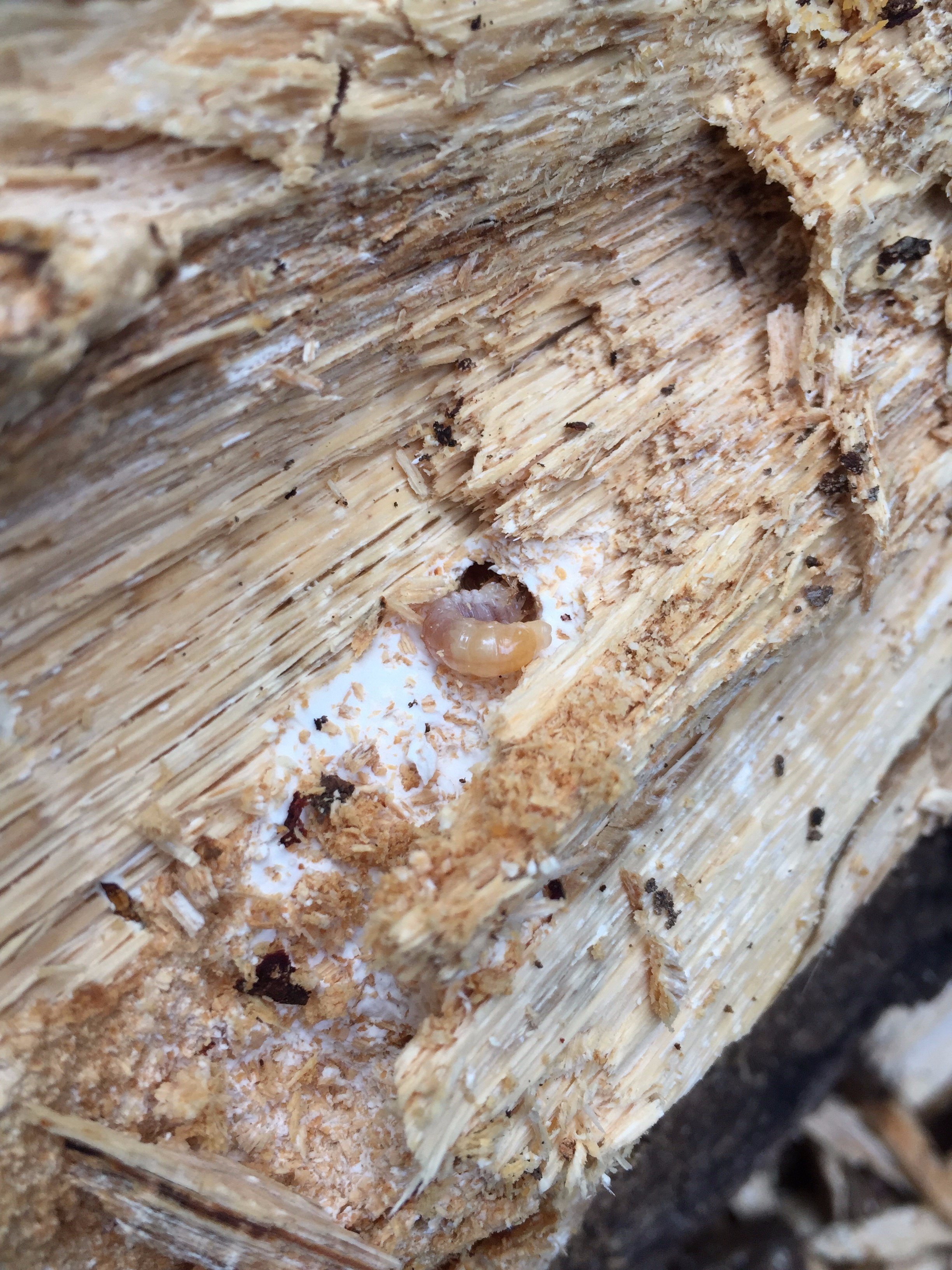 Nov 17, 22. 秋のオオクワガタ採取行記｜kyogoku oakwagata