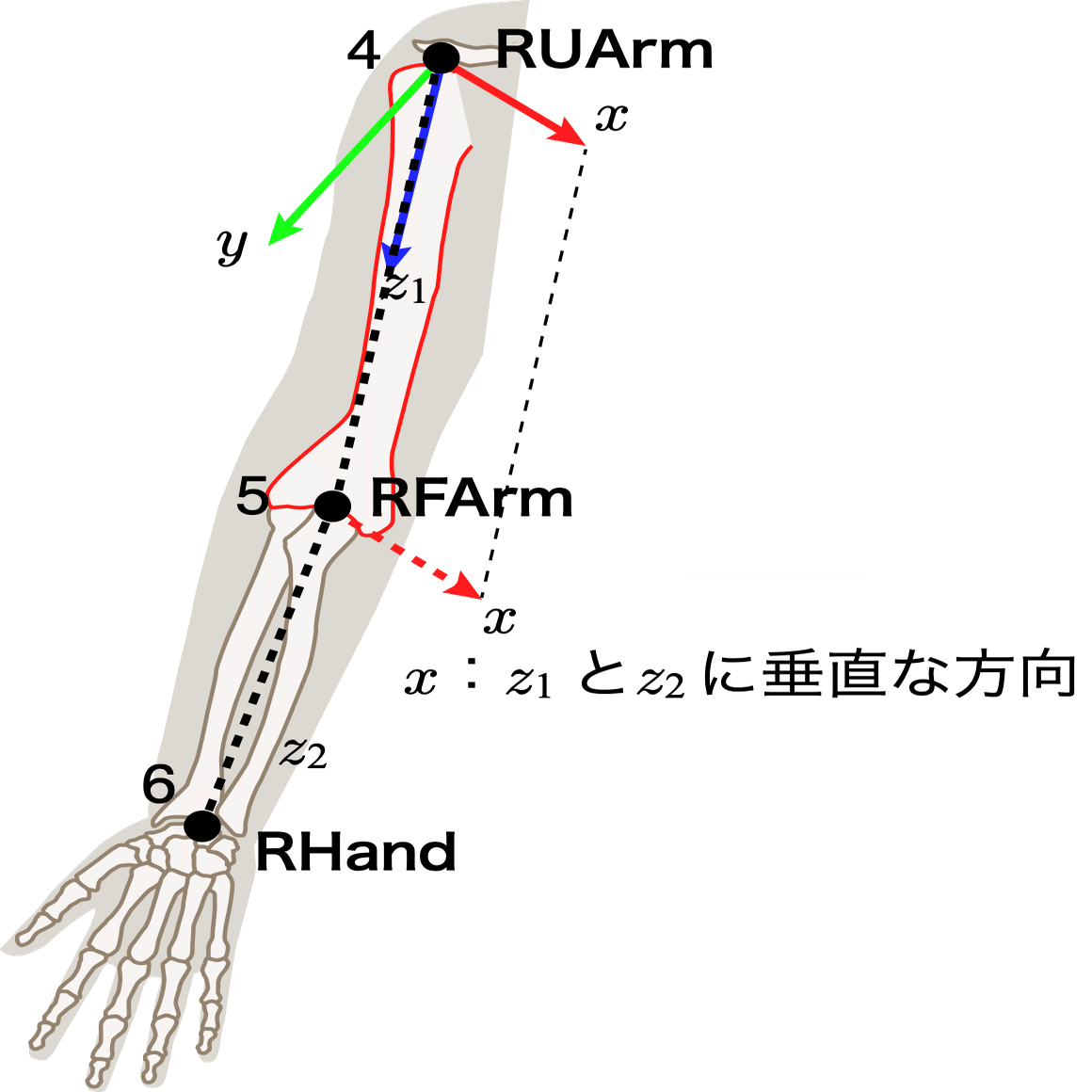 関節の構造と機能 関節(カンセツ)とは？ 意味や使い方 - コトバンク