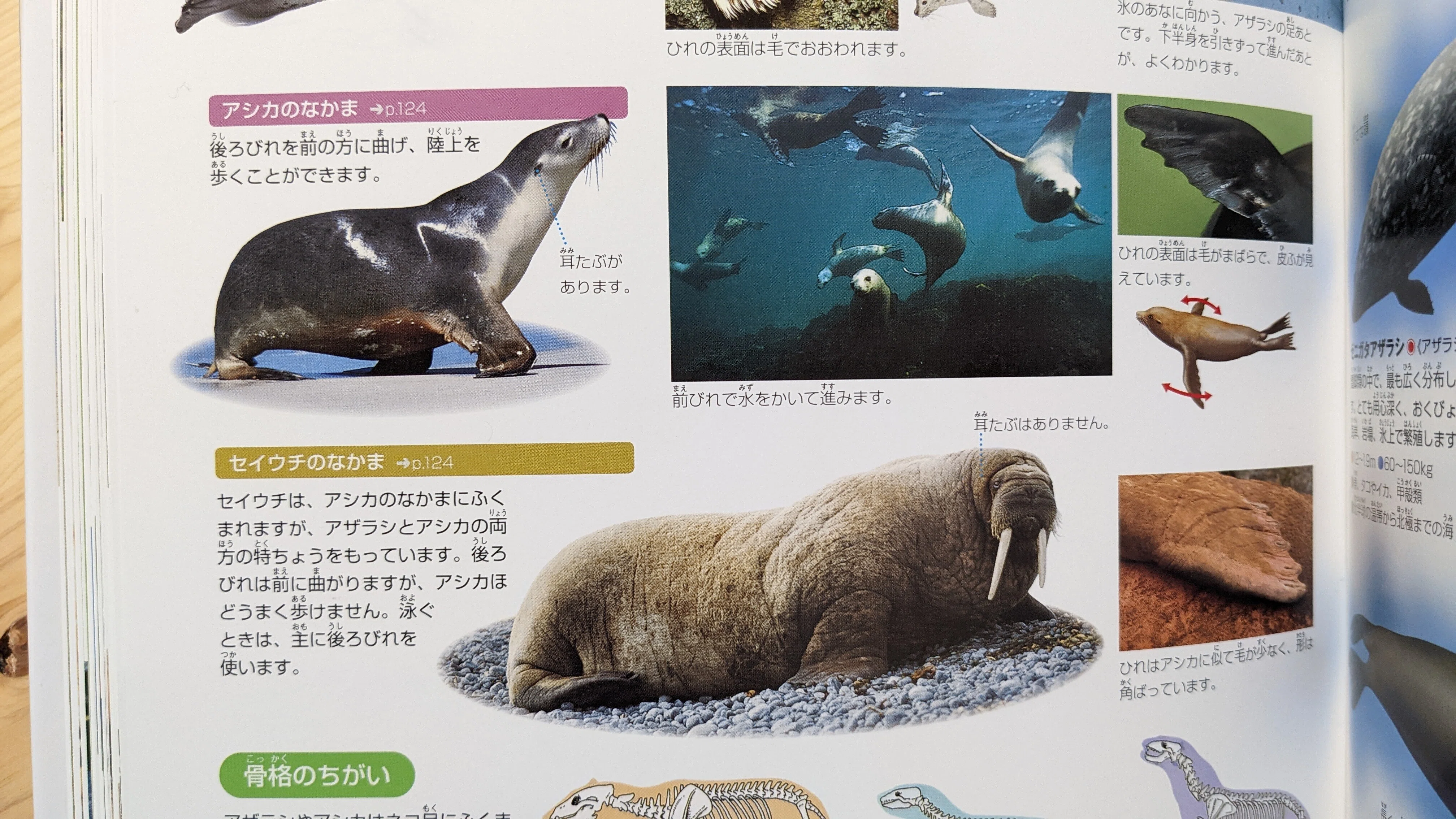 制作メモ#1 セイウチ｜川崎誠二｜KAWASAKI_Seiji