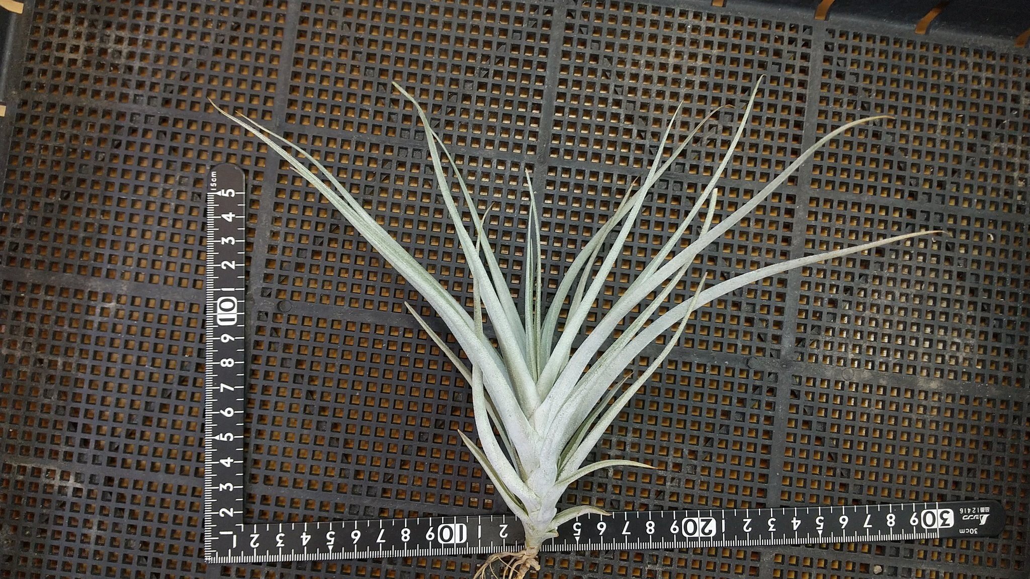 チランジア入荷リスト11/18|NatureGarden🌿神田 チランジア入荷リスト11/18|NatureGarden🌿神田
