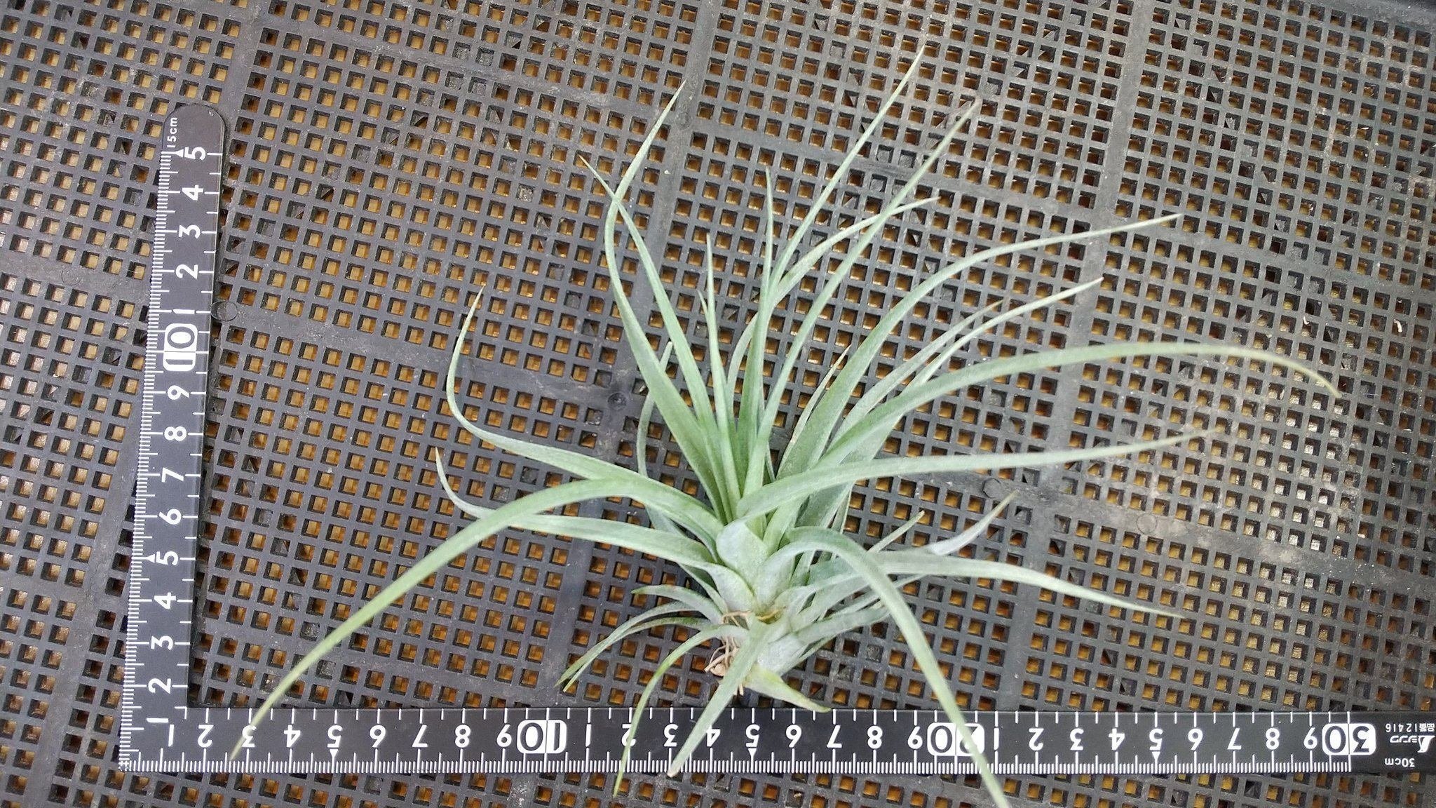 チランジア入荷リスト11/18|NatureGarden🌿神田 チランジア入荷リスト11/18|NatureGarden🌿神田