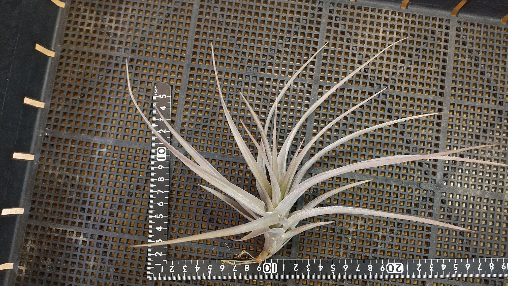 チランジア入荷リスト11/18｜NatureGarden🌿神田