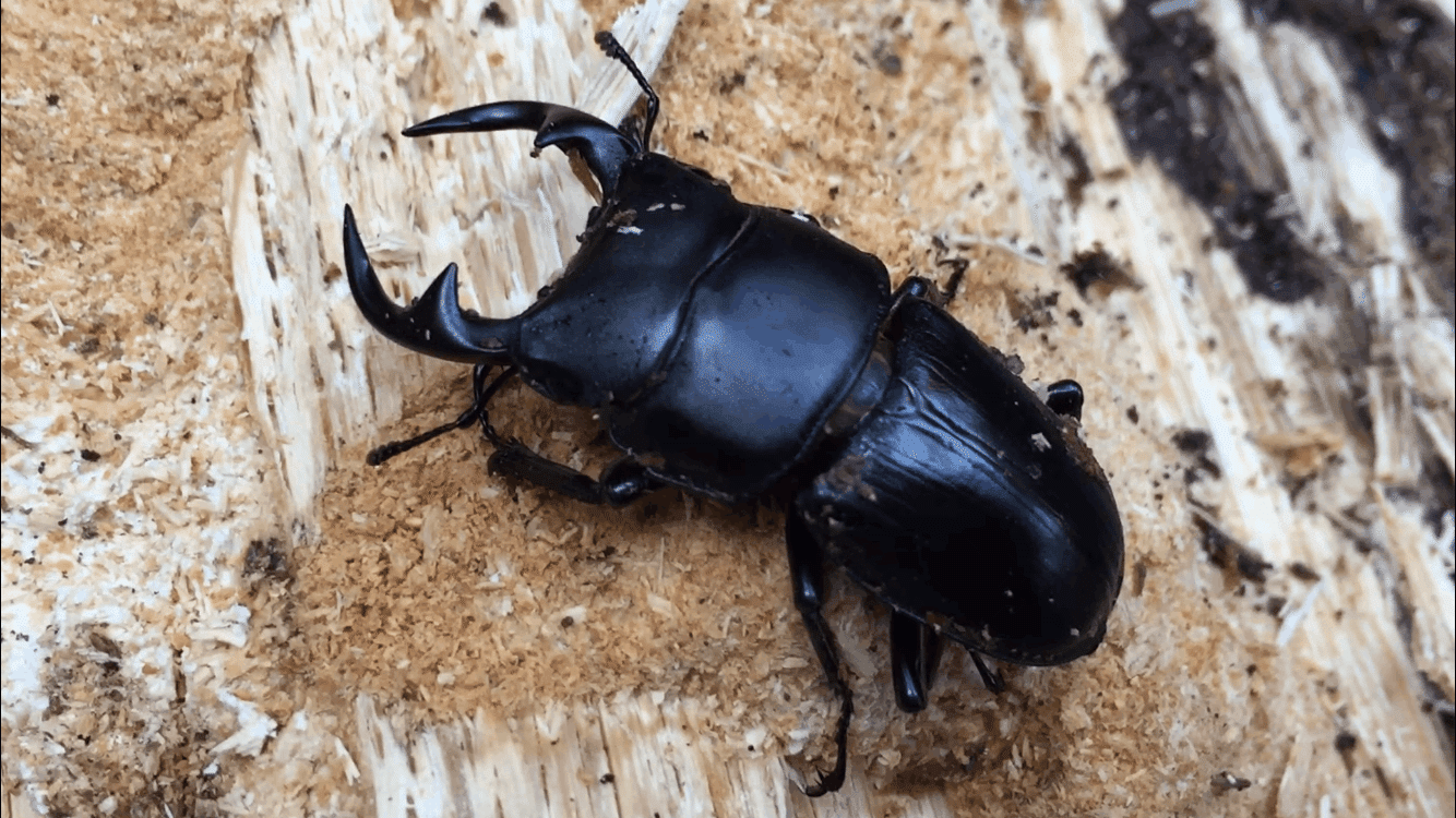 オオクワガタ特大78.6㎜ 初令幼虫採集個体 オオクワガタ特大78.6㎜ 初 オオクワガタ特大78.6㎜ 初令幼虫採集個体 オオクワガタ特大78.6㎜ 初