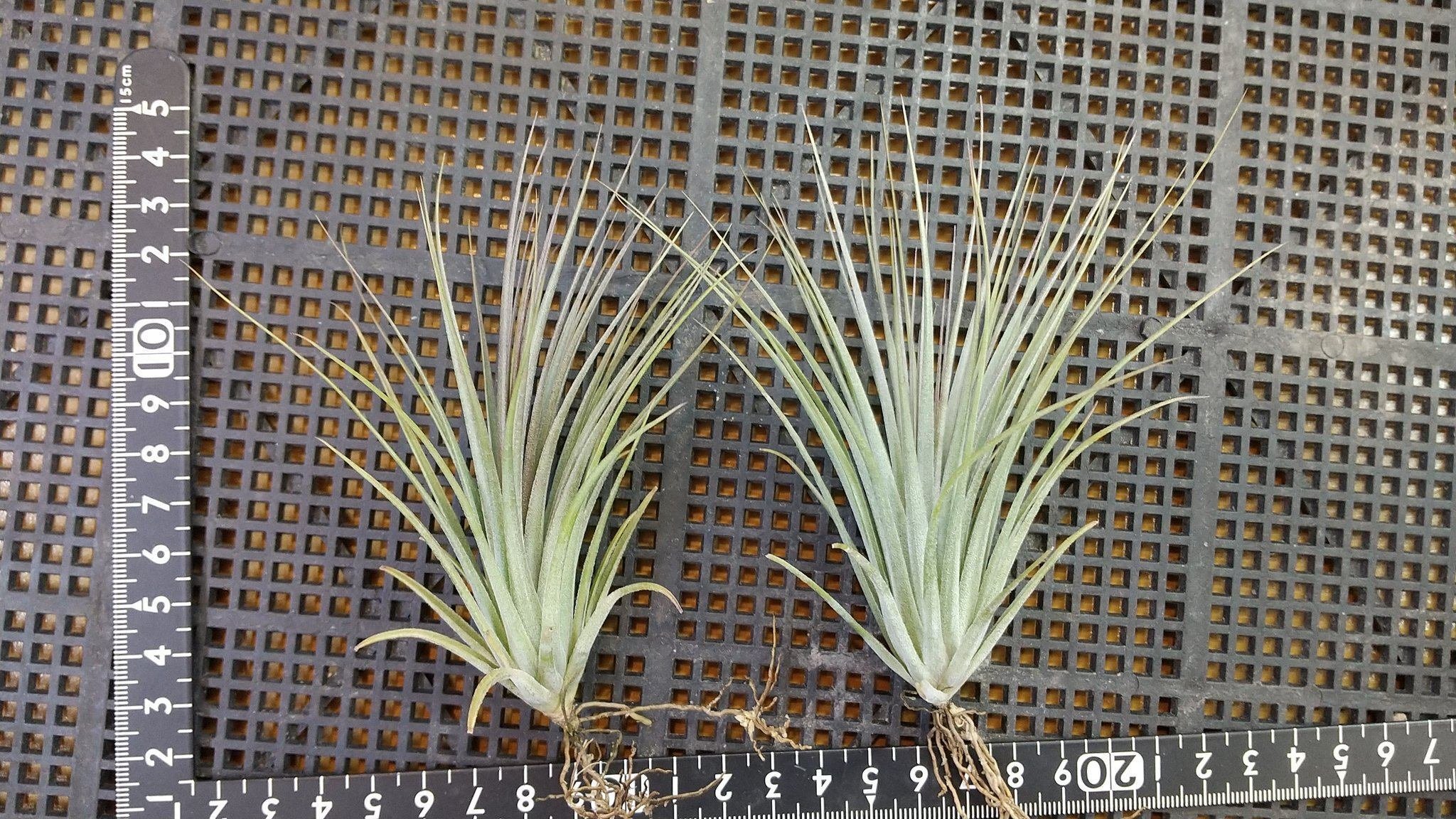 チランジア入荷リスト11/18｜NatureGarden🌿神田