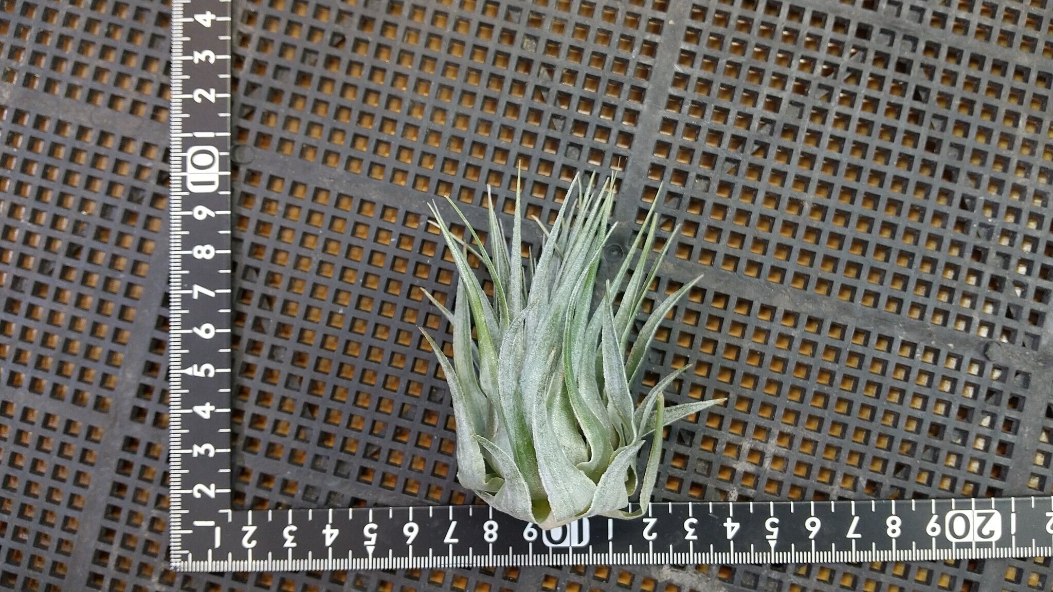 チランジア入荷リスト11/18|NatureGarden🌿神田 チランジア入荷リスト11/18|NatureGarden🌿神田