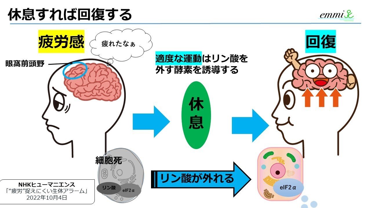 疲労のメカニズム｜Emmi Kaneko
