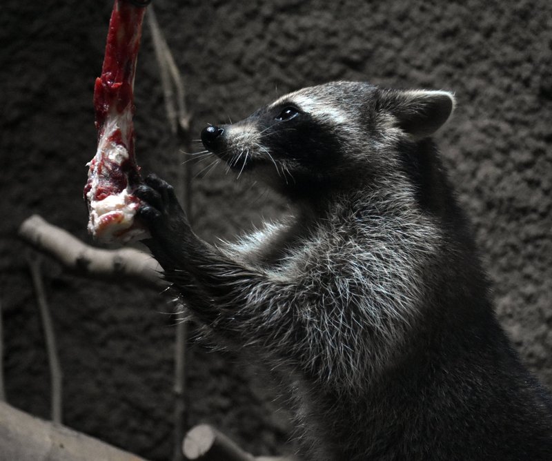 ラスカルもびっくりの、本当は肉食キャラです。