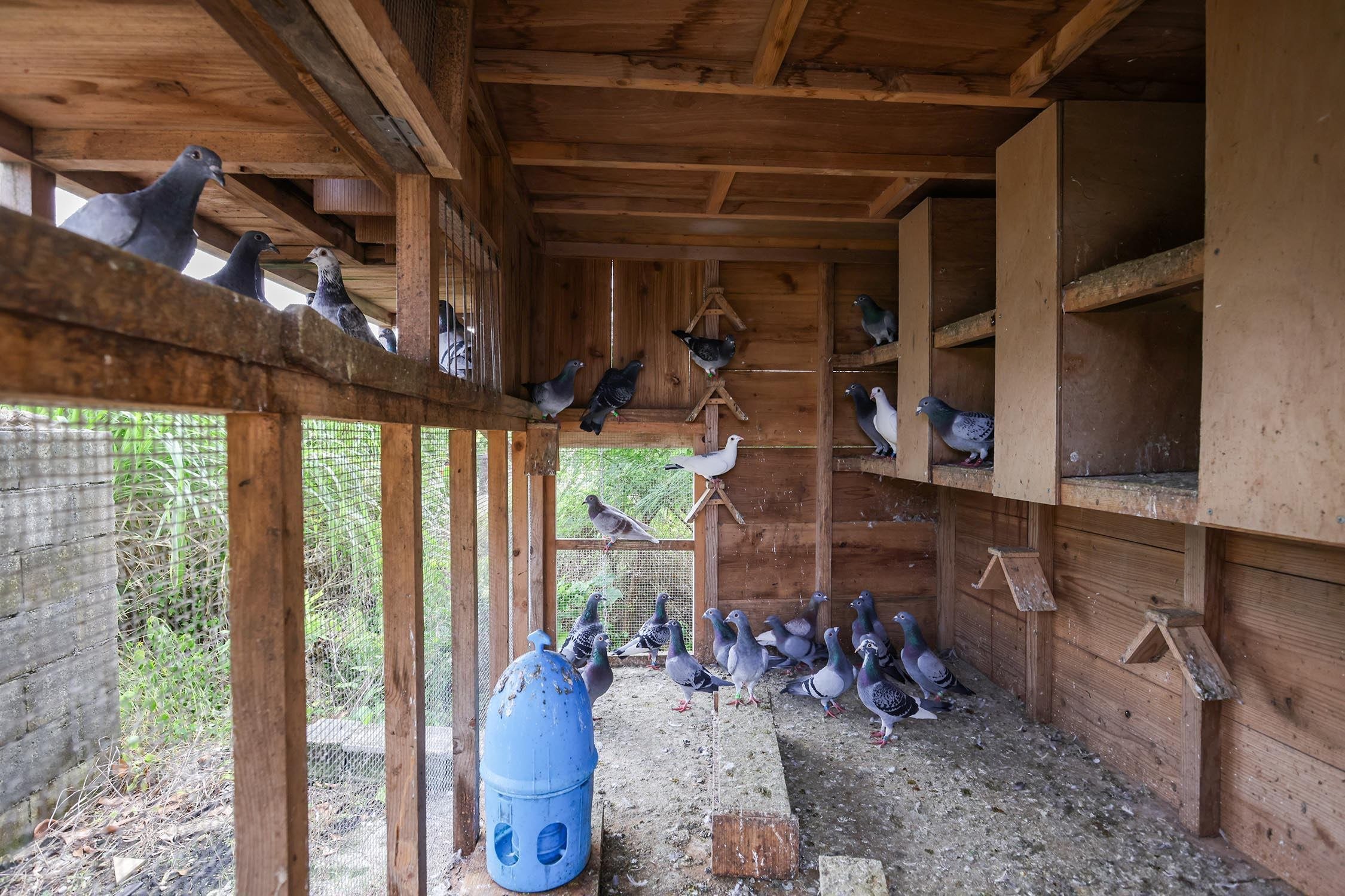 鳩舎 レース鳩のための小屋｜遠藤 宏 / Photographer