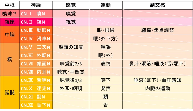 神経系②-1 末梢神経~構造と機能~|negi76129