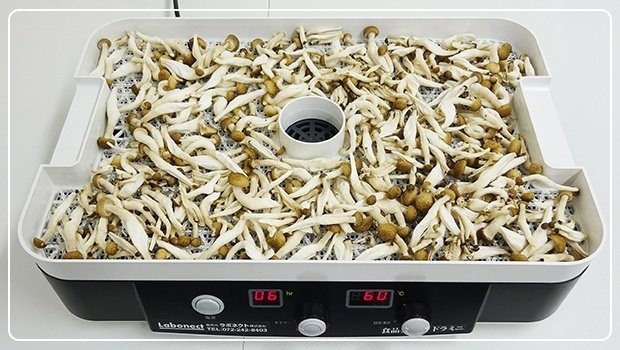 しめじ、しいたけ他6種】フードドライヤーで干しきのこづくり