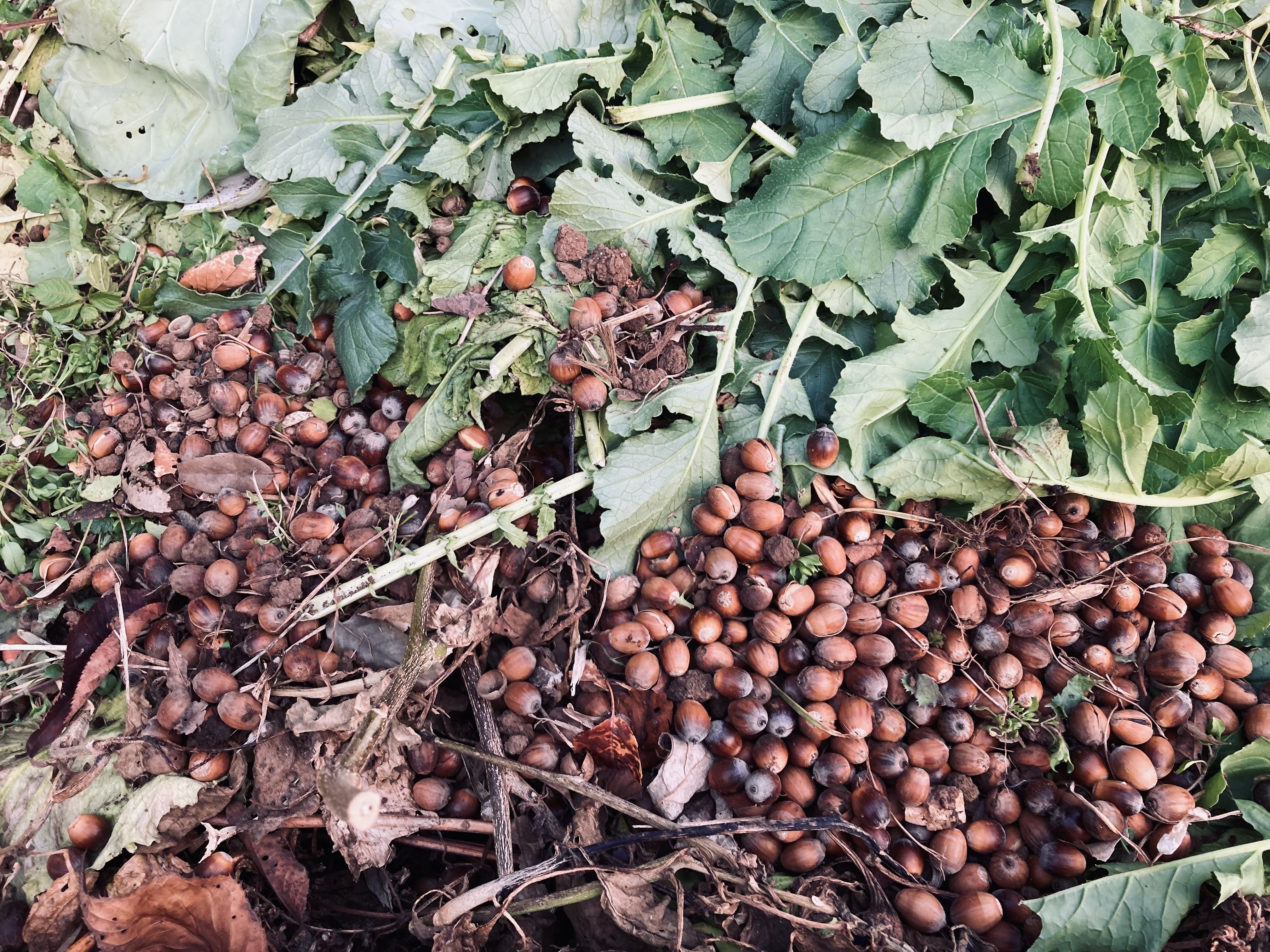 どんぐり。他の方は購入しないで下さい。 Amazon.co.jp: 森の工作図鑑 (vol.1) : 岩藤 しおい: 本