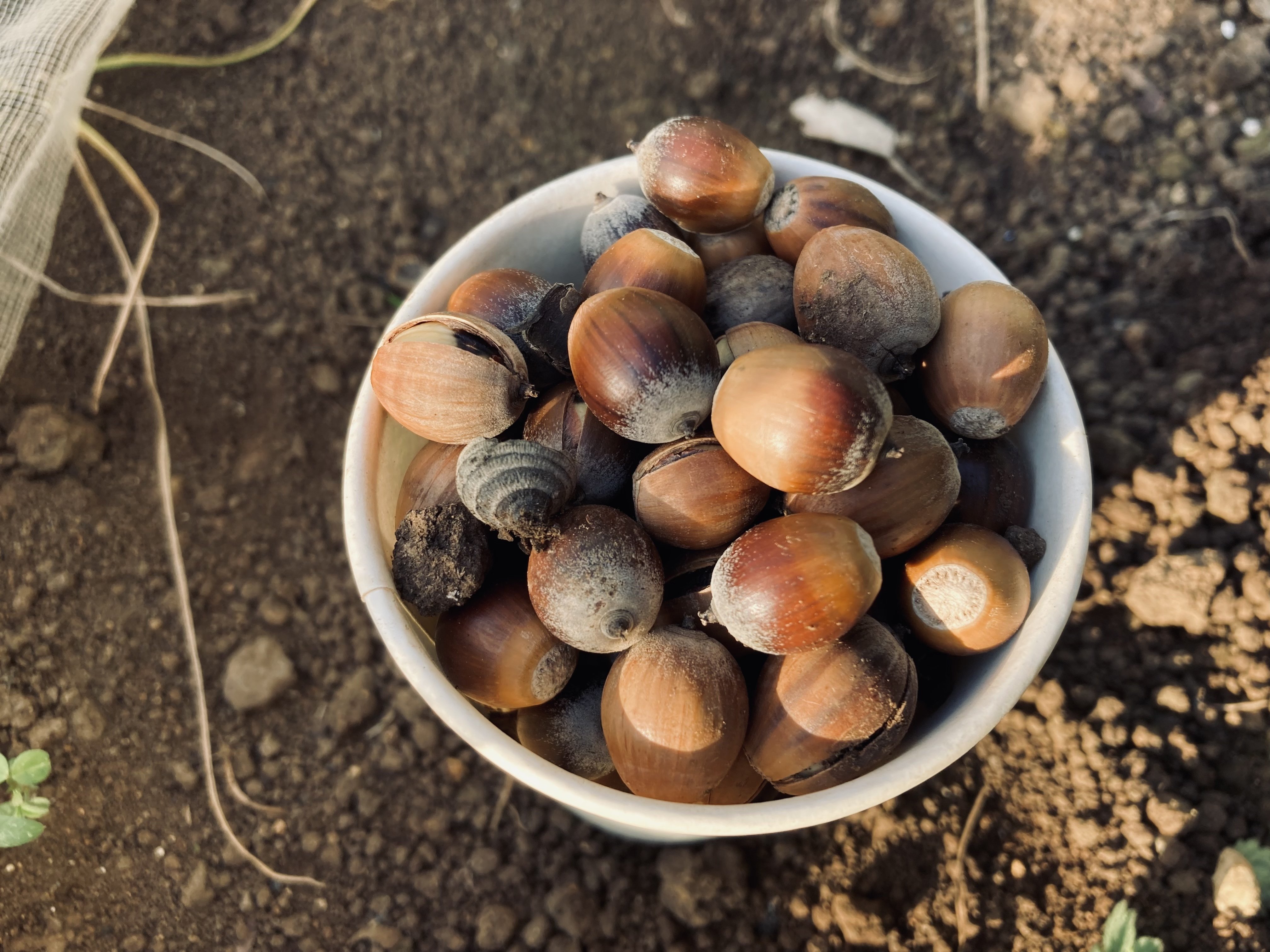 どんぐり。他の方は購入しないで下さい。 秋のシェア畑は“どんぐり”だらけ。｜ときた ゆう