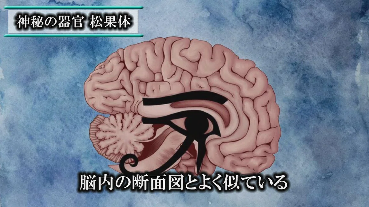 松果体を活性化させると眠っていた感覚が目を覚ます!|Misaspi 魂の座標