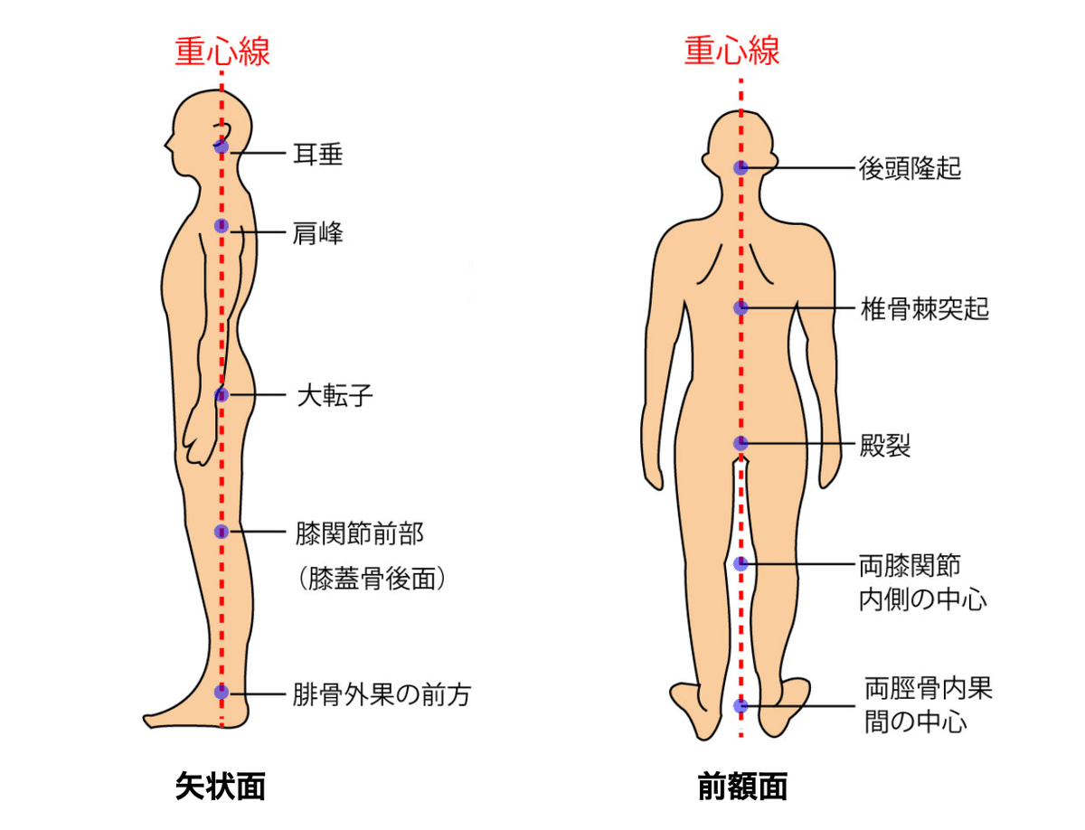 姿勢・アライメントの臨床評価｜理学療法士による臨床のためのnote