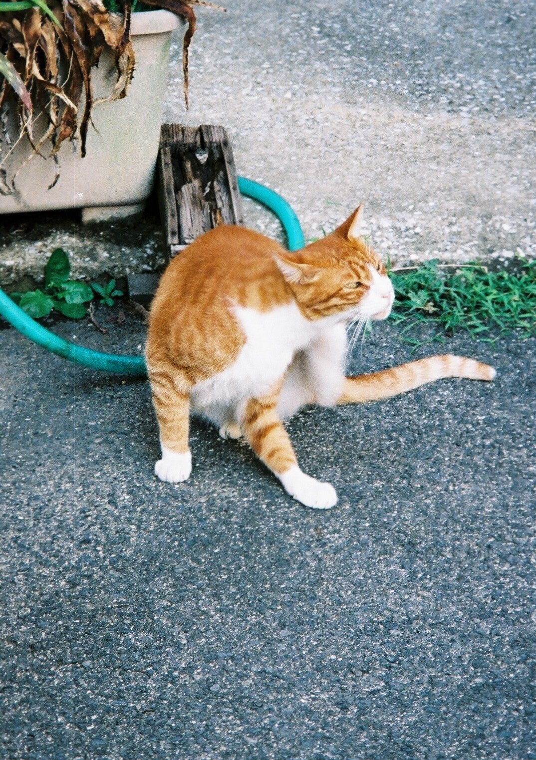ミノルタ カピオス130s (MINOLTA Capios 130s) | Camera Museum