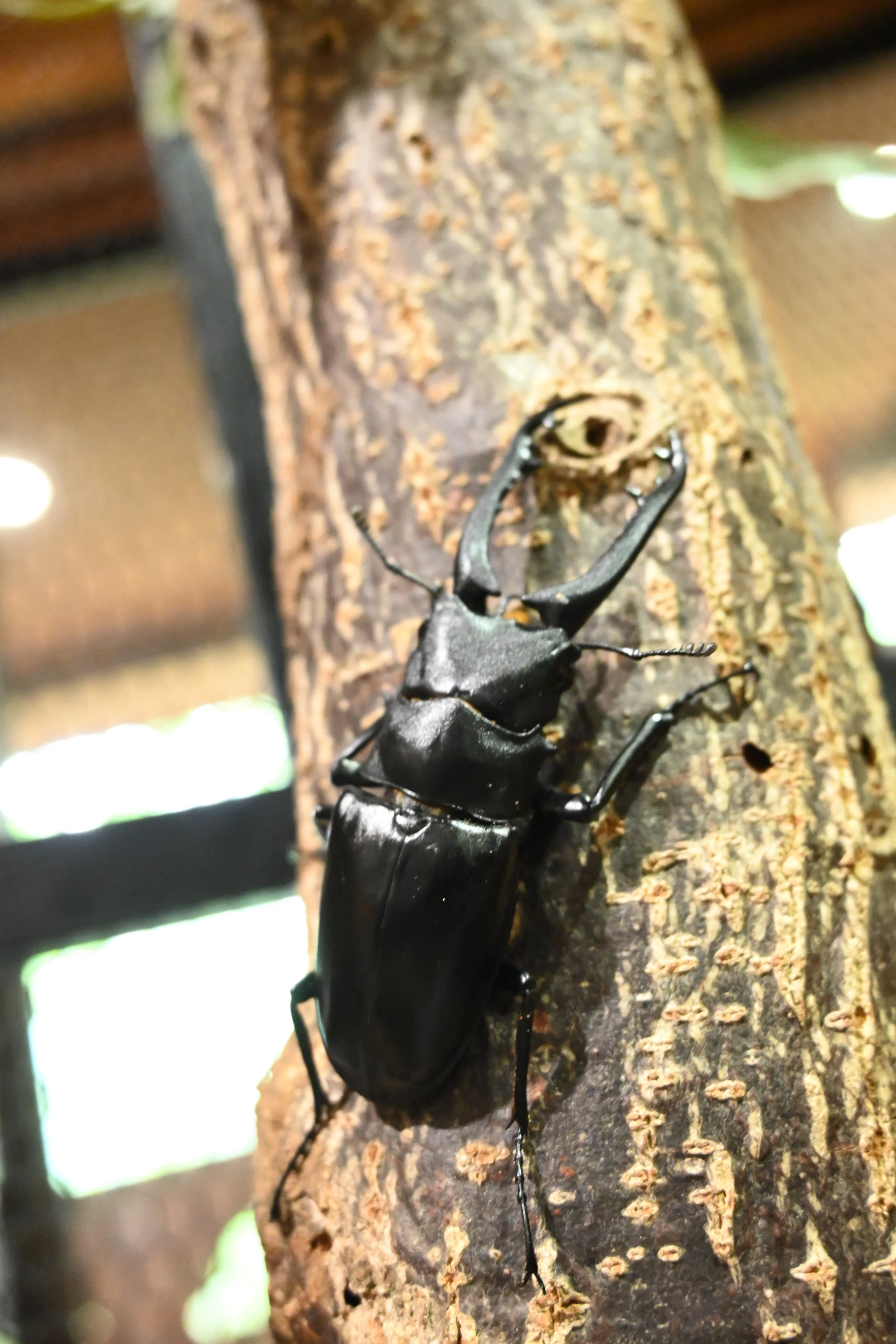 昆虫注意】山梨県北杜市・オオムラサキセンターでたくさんの虫を見てき