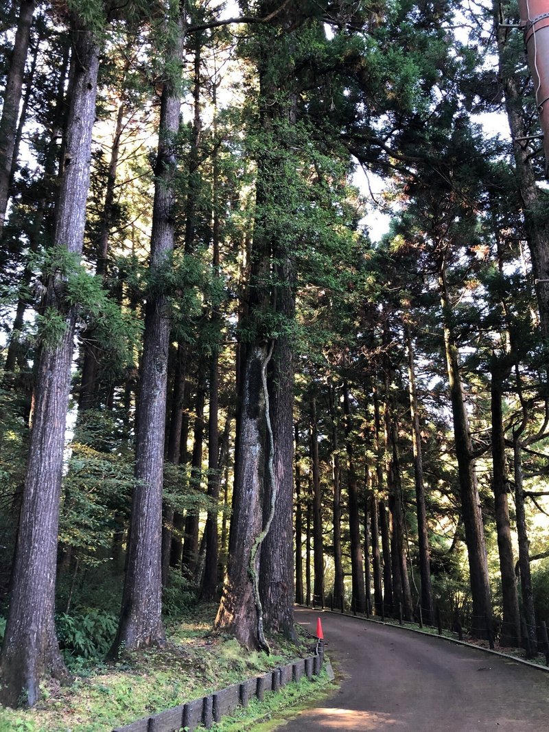 山と歴史の連なる道　箱根　旧東海道　杉並木