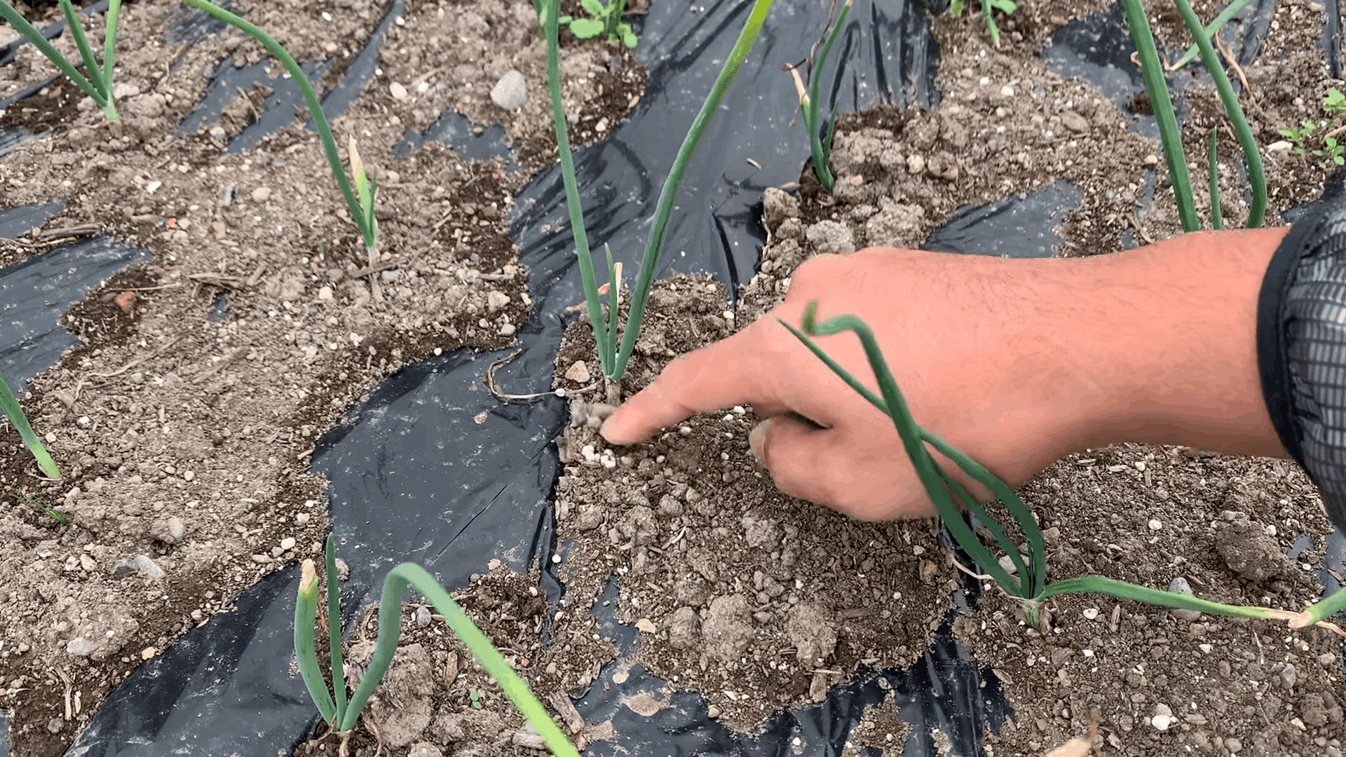 玉ねぎ タマネギの追肥の方法についてご紹介 井上寅雄農園 井上隆太朗 Note 玉ねぎ タマネギの追肥の方法についてご紹介 井上寅雄農園 井上隆太朗 Note