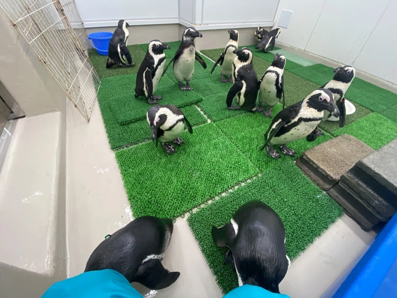元気いっぱいです｜仙台うみの杜水族館