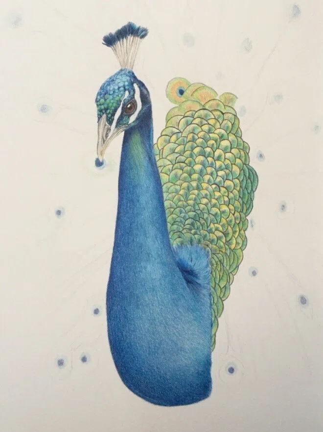 ライトファストで描いた孔雀：カール・フィットン作｜Derwent Art Japan