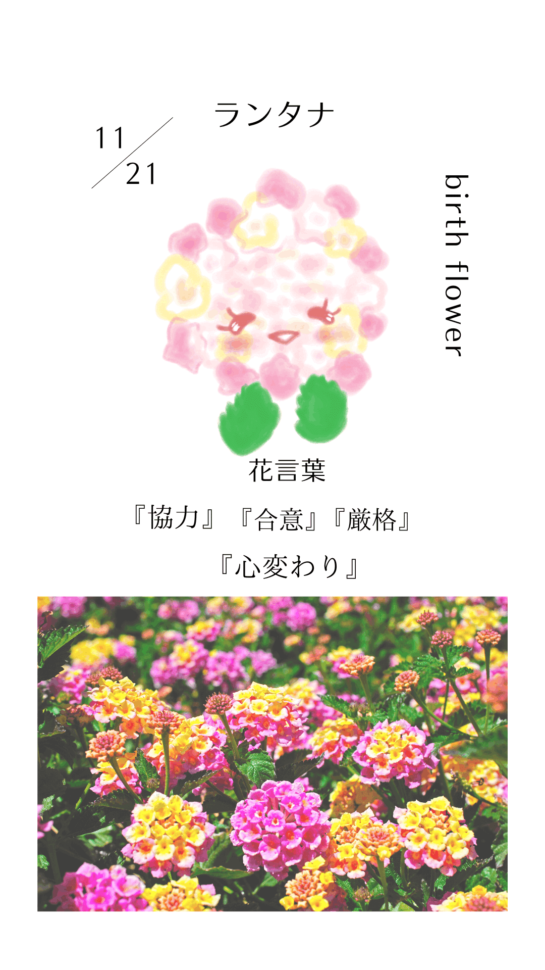 誕生花.* 花言葉【365日花】｜森田はぐみ illustrator