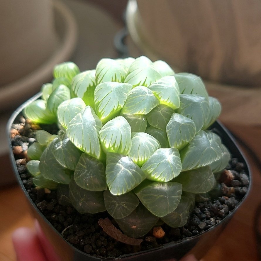 愛しきはハオルチアの窓｜山吹みどり