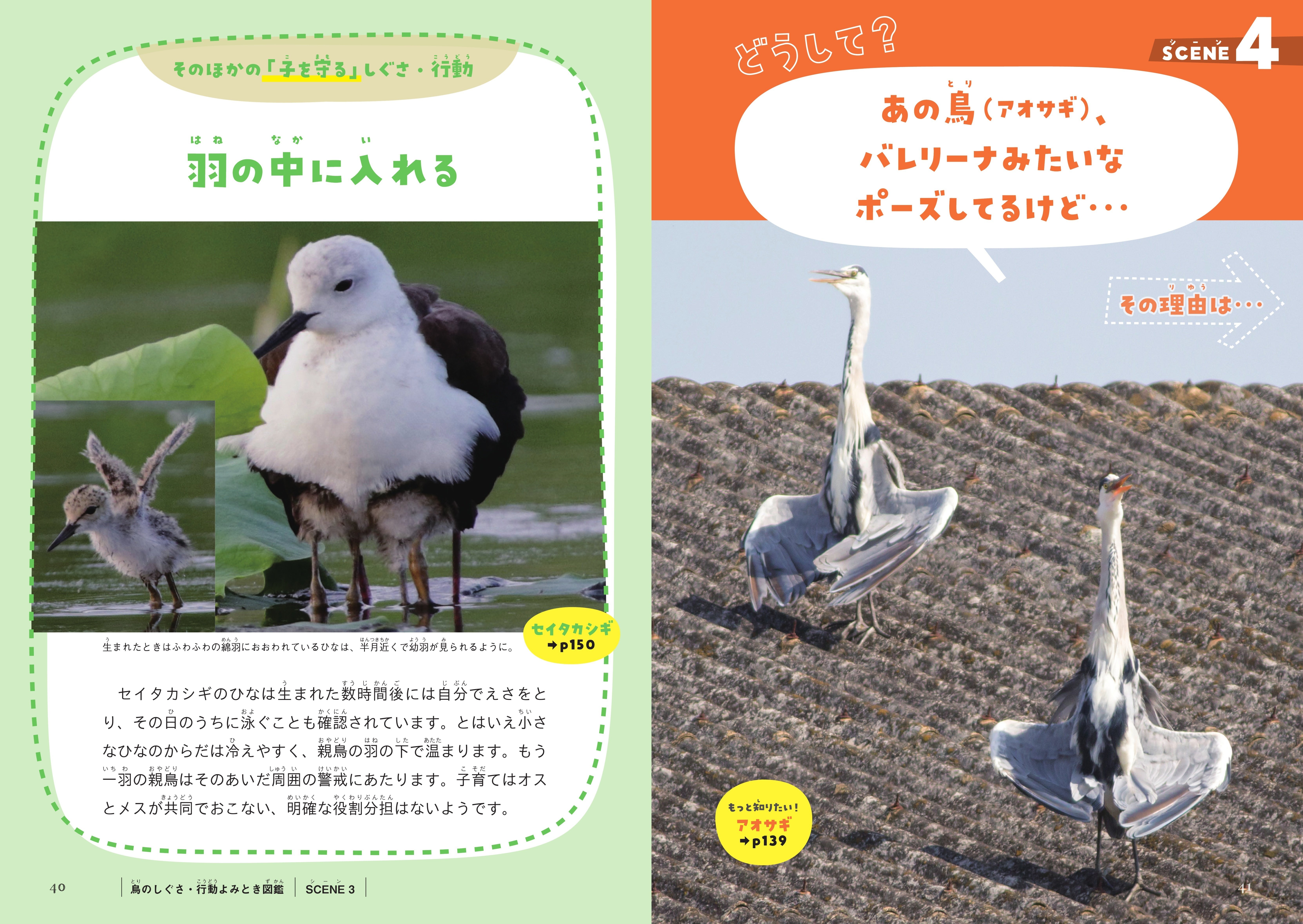 鳥類学 国立研究開発法人 森林研究・整備機構 森林総合研究所／鳥類学は