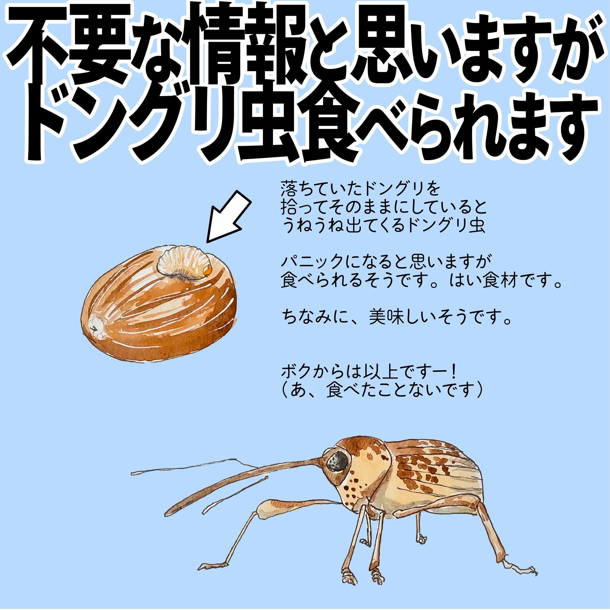 不要な情報と思いますがドングリ虫 食べられます 自然ガイドのくますけ ネタ帳を毎日配信中 Note
