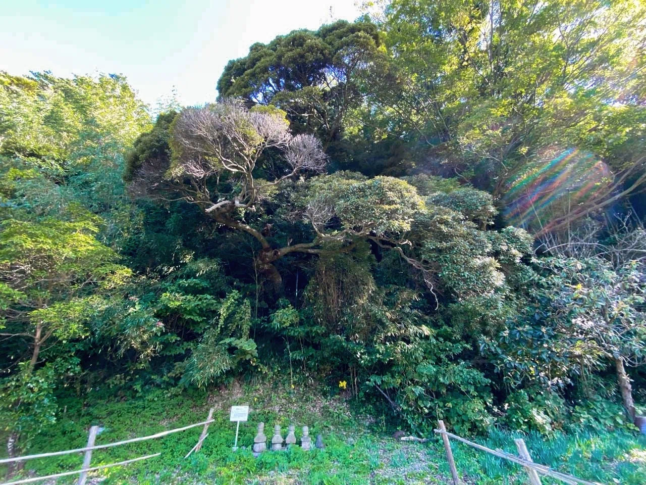 樹木医さんと行く「三見の樹木お宝巡り」②｜はぎポルト〜暮らしの案内所〜