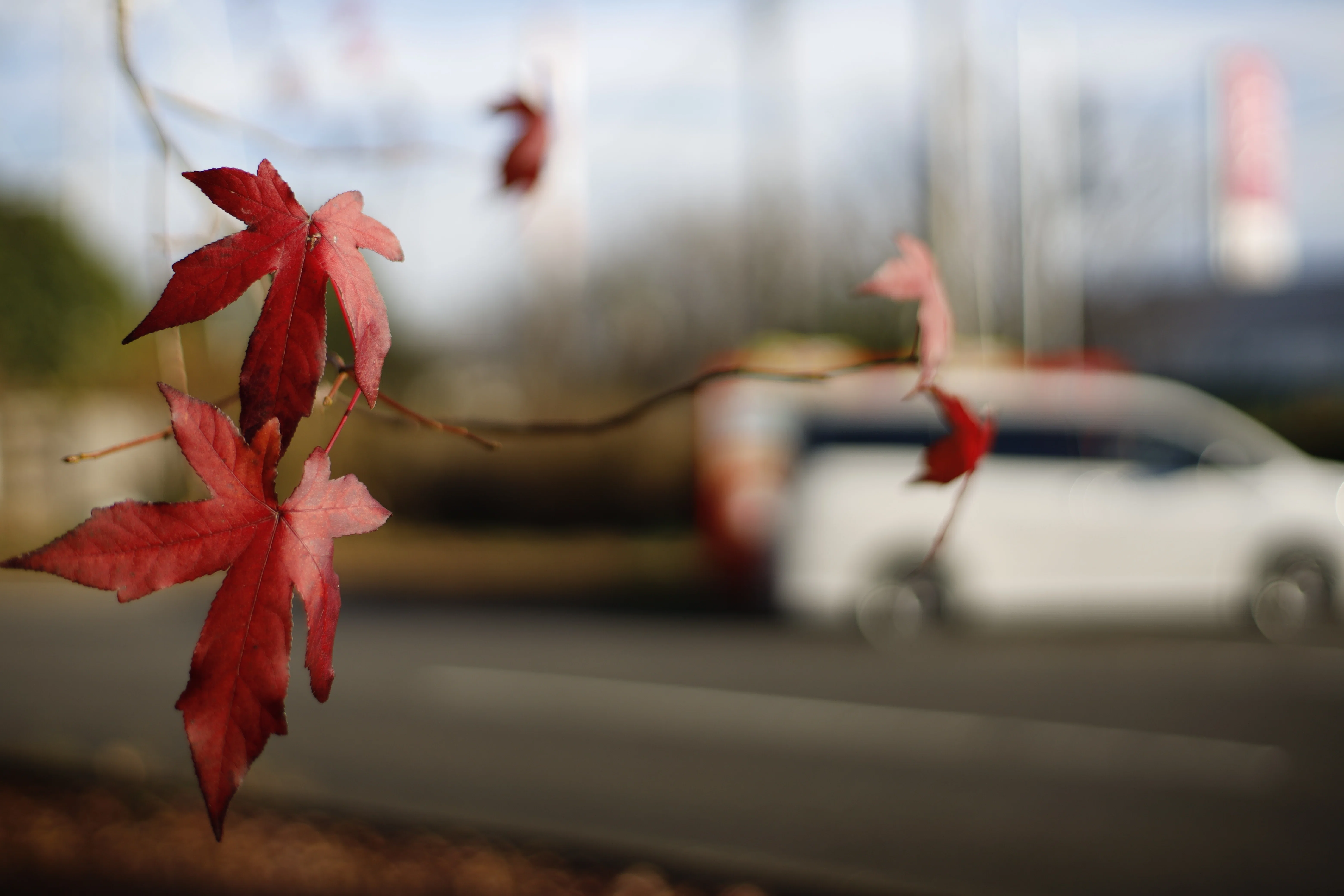 Carl Zeiss Planar T* 1.4/50｜あお