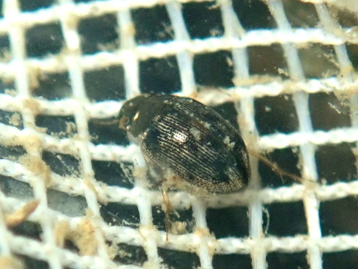 コモンシジミガムシとヒメシジミガムシ―最も身近な水生昆虫―｜hydraenids