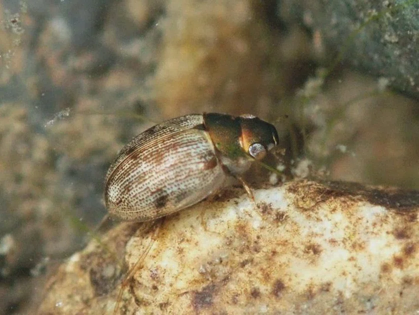 コモンシジミガムシとヒメシジミガムシ―最も身近な水生昆虫―｜hydraenids