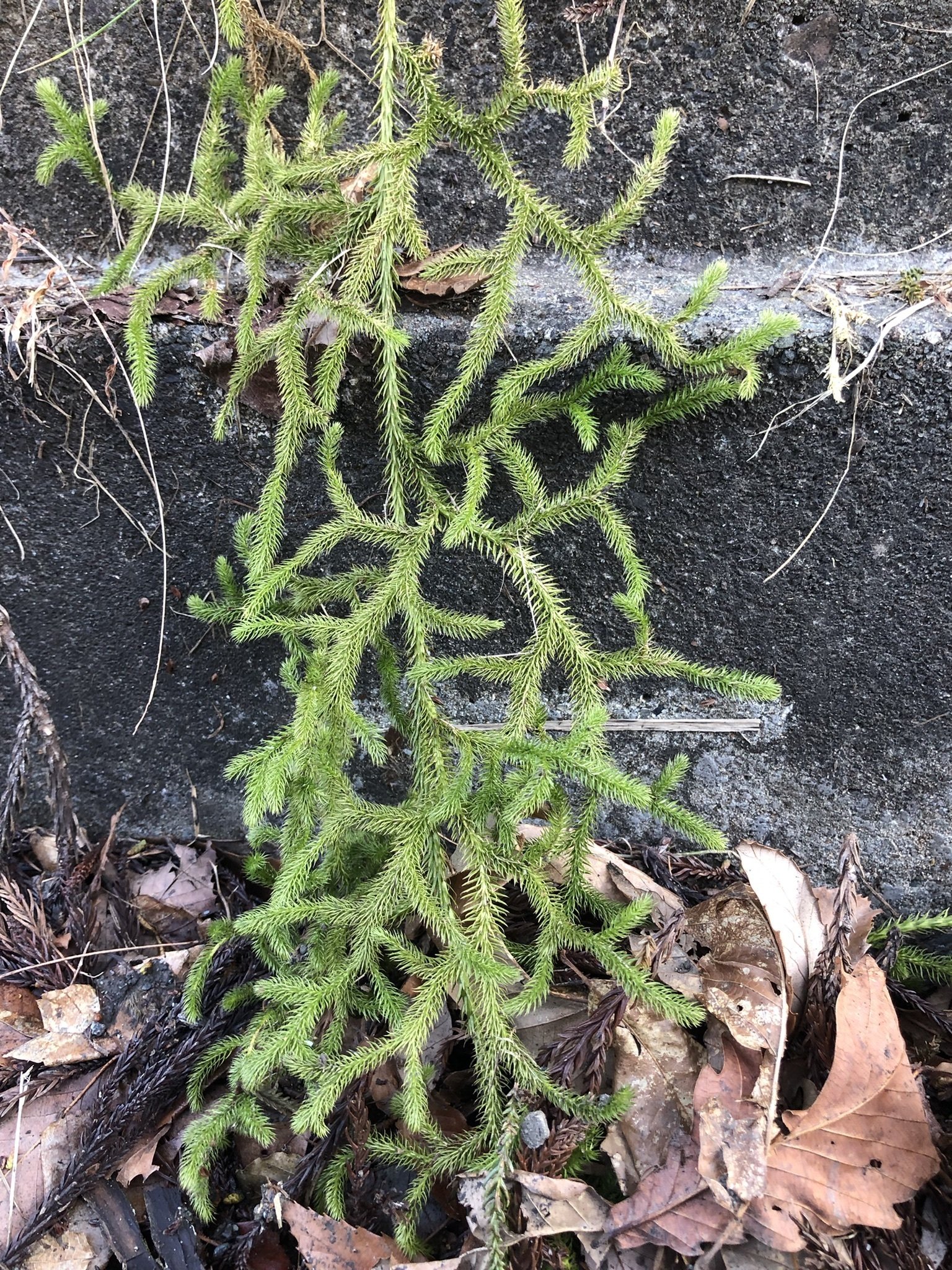 ヒカゲノカズラ　　peco様 ヒカゲノカズラ