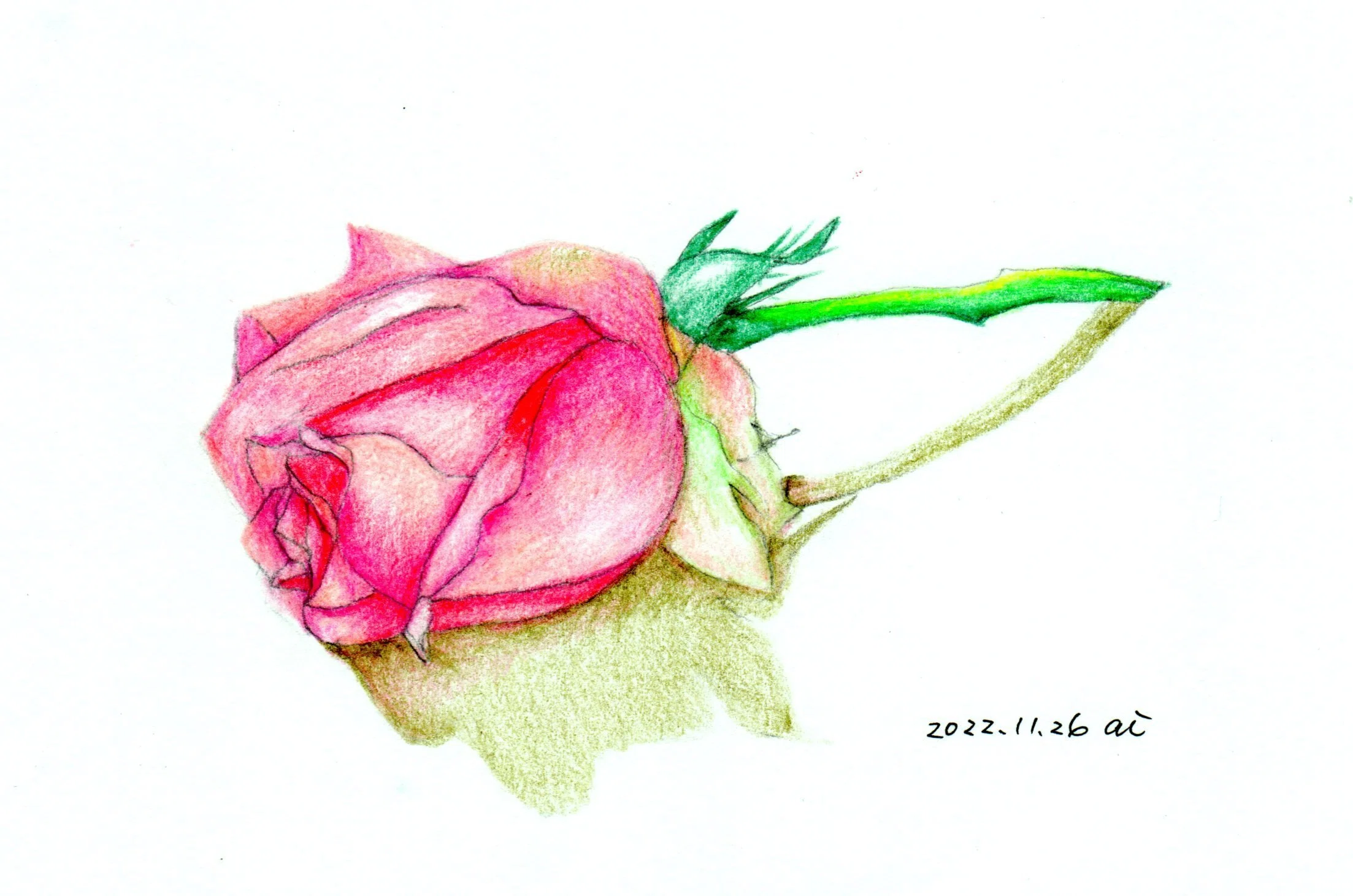 こんな風に描いてみたい「写真みたいな絵が描ける色鉛筆画」｜あいまる
