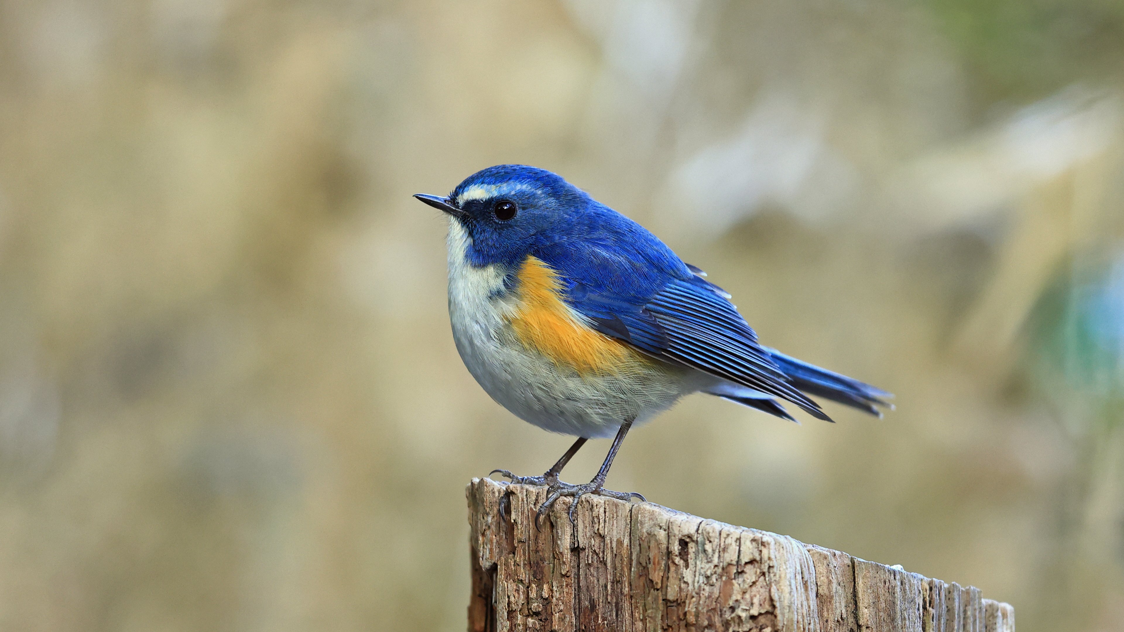 野鳥写真】ルリビタキ 昨シーズン見た中で最高に青いオス｜神戸の野鳥