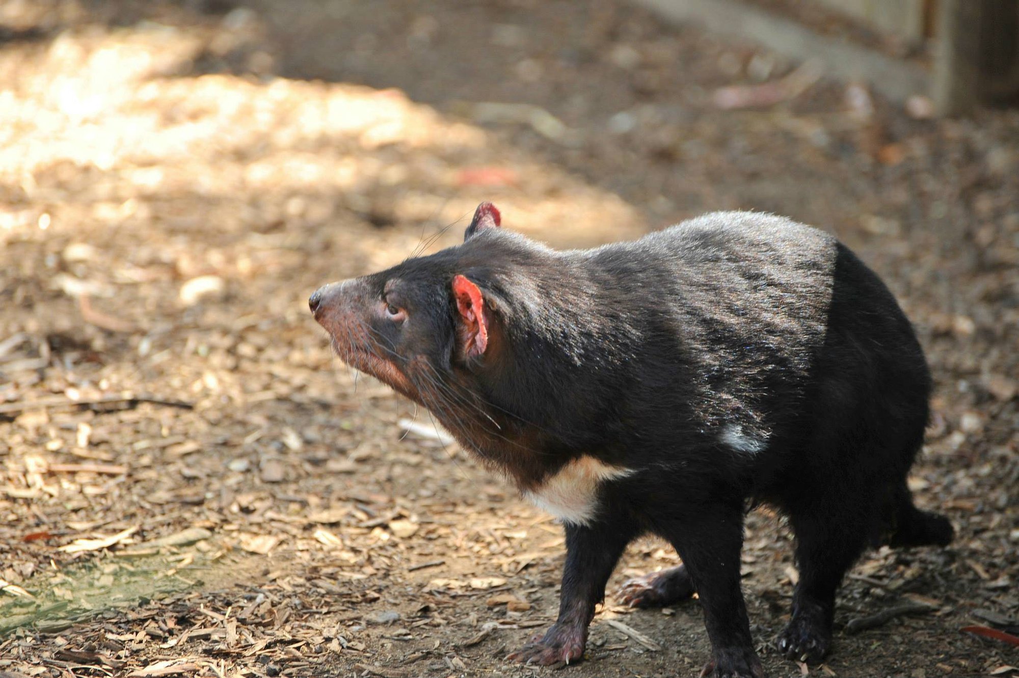 タスマニア パラオ編 東京海洋大学専攻科の7か月実習に迫る 最終回 東京海洋大学tumsaty Note タスマニア パラオ編 東京海洋大学専攻科の7か月実習に迫る 最終回 東京海洋大学tumsaty Note