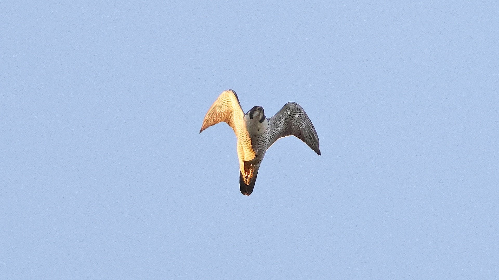 舞子墓園】ハヤブサ登場｜神戸の野鳥note@きたの みつよし